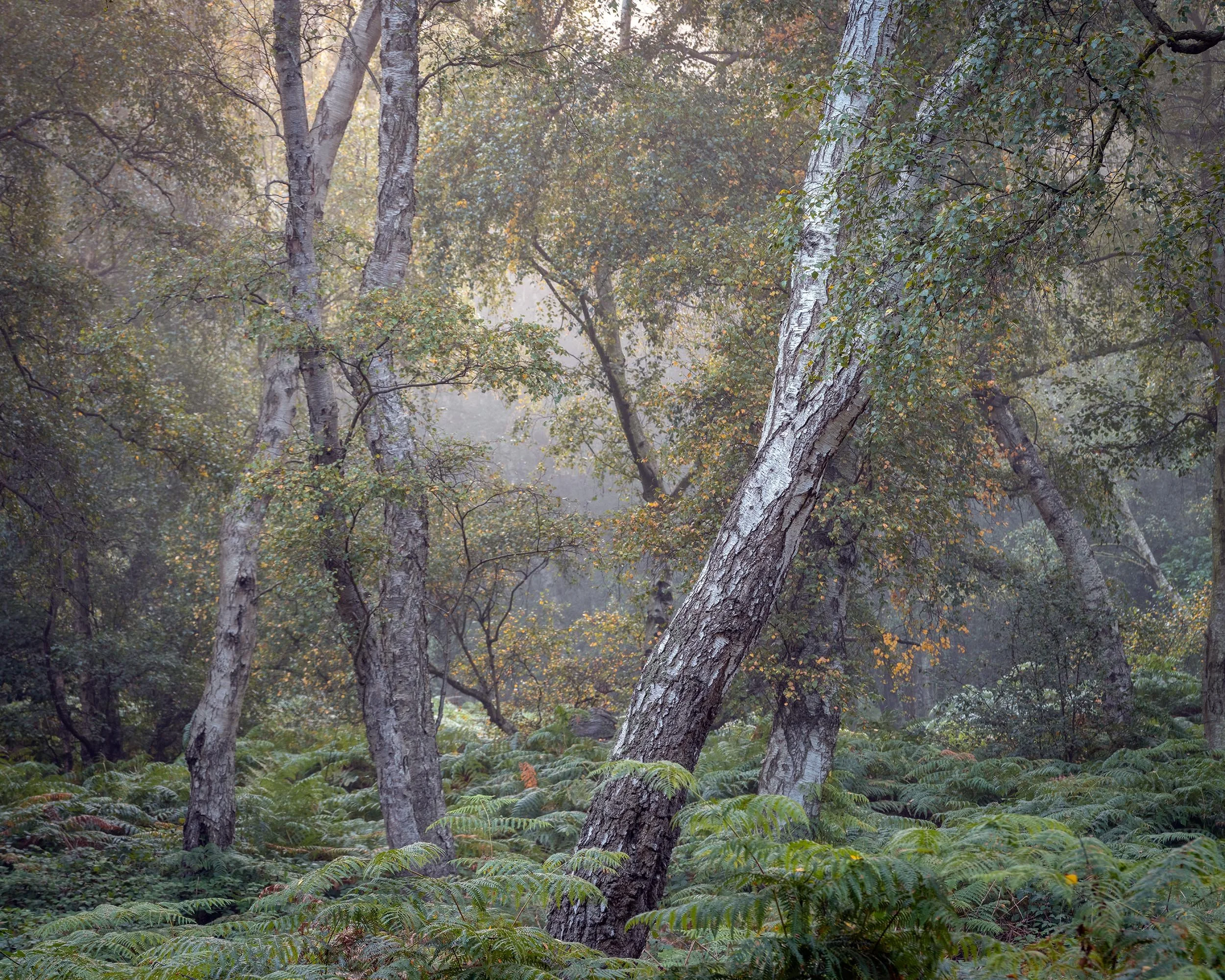 _DSF0219.jpg