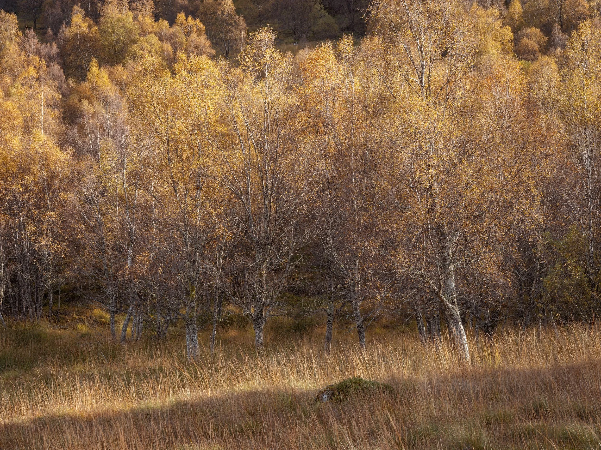 _DSF0898.jpg