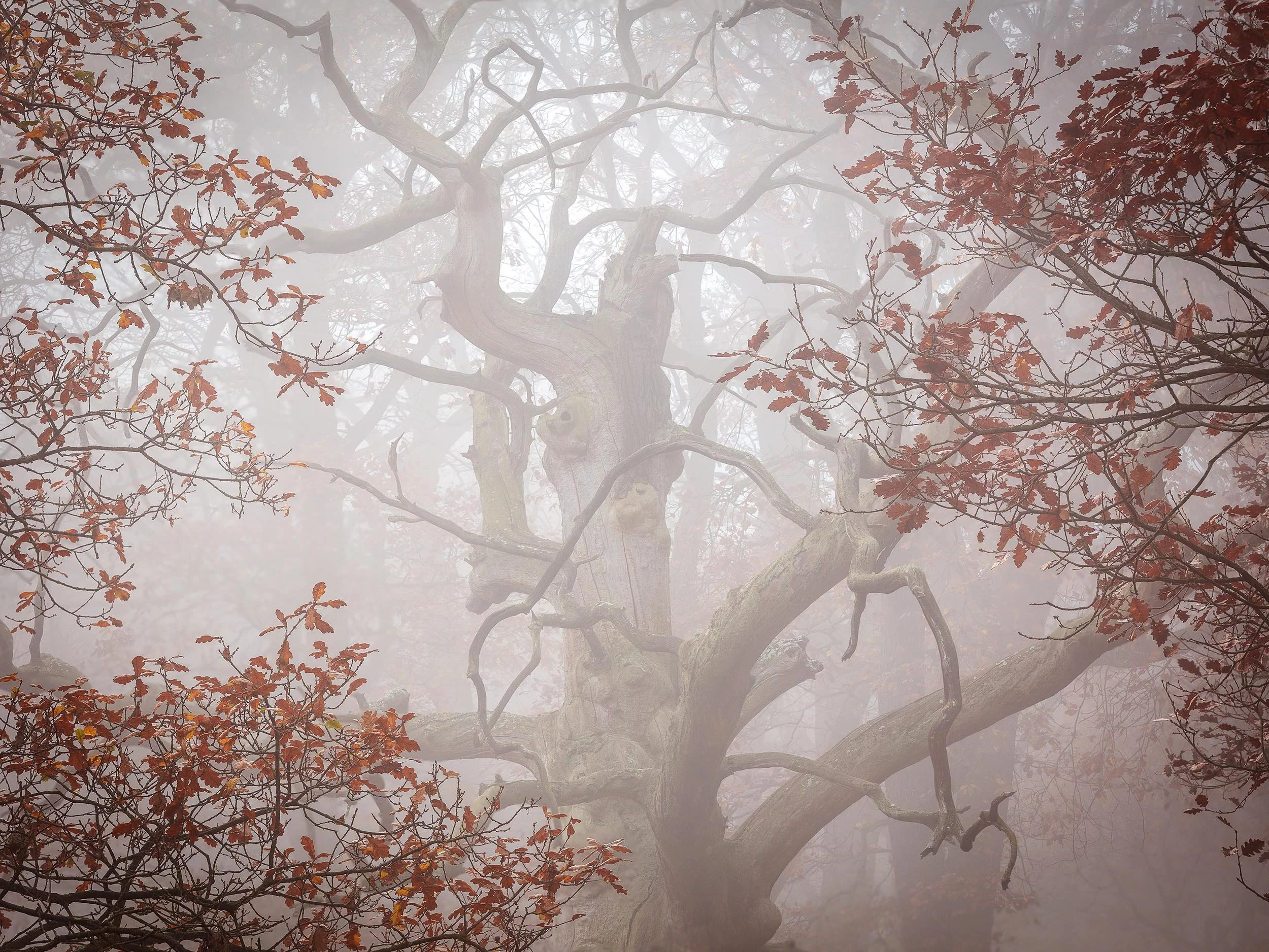 oak stack.jpg