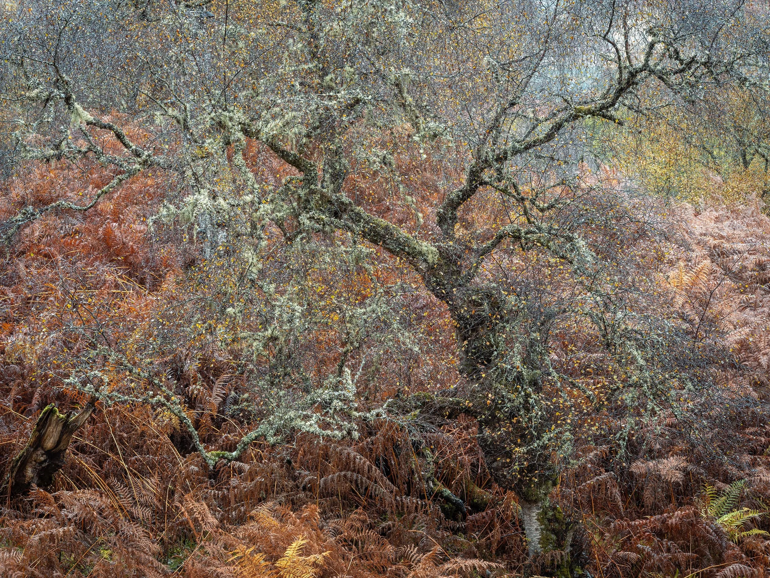 _DSF0970.jpg