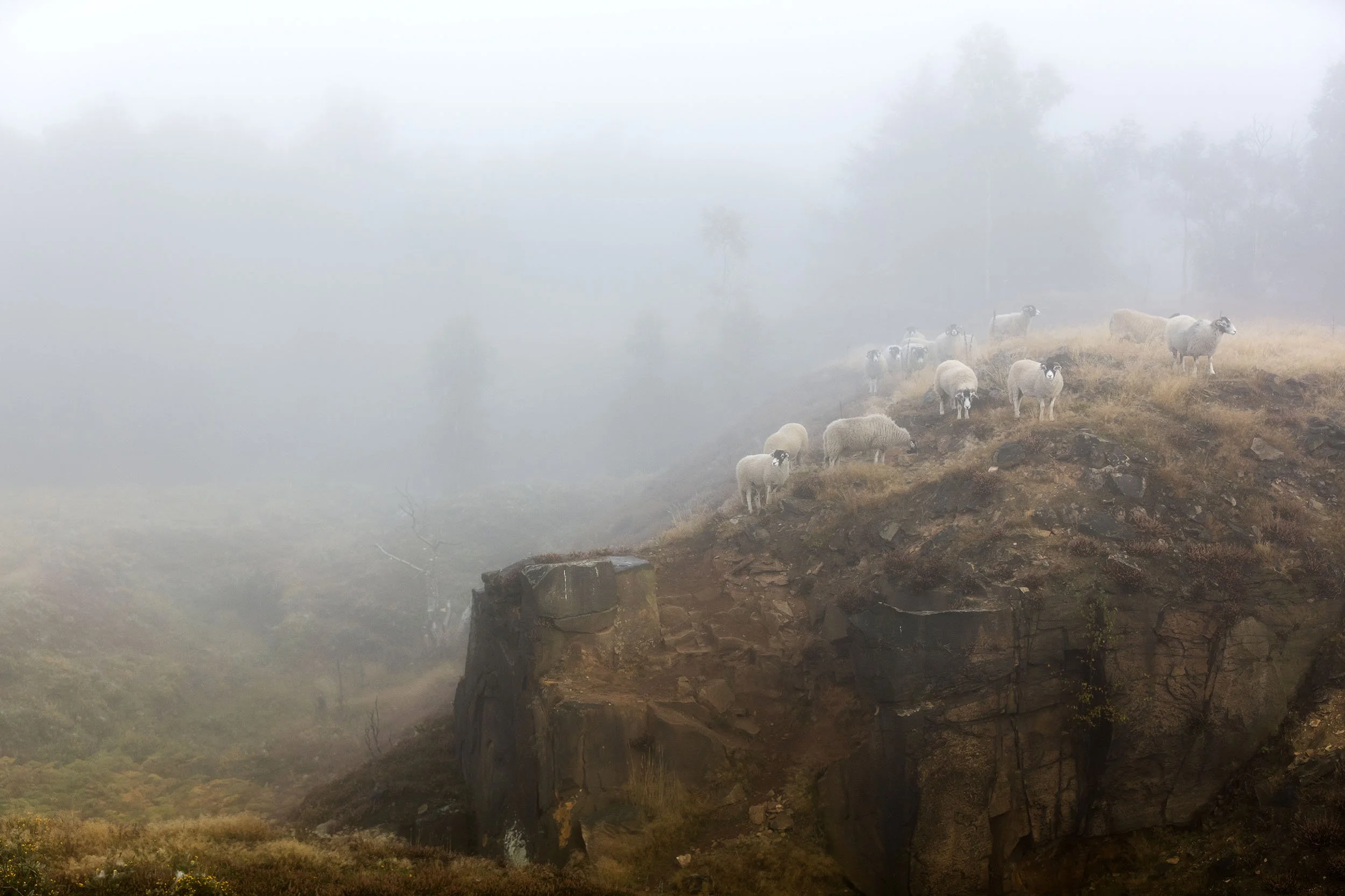 Darren Ciolli-Leach Sheep in the Mist.jpg