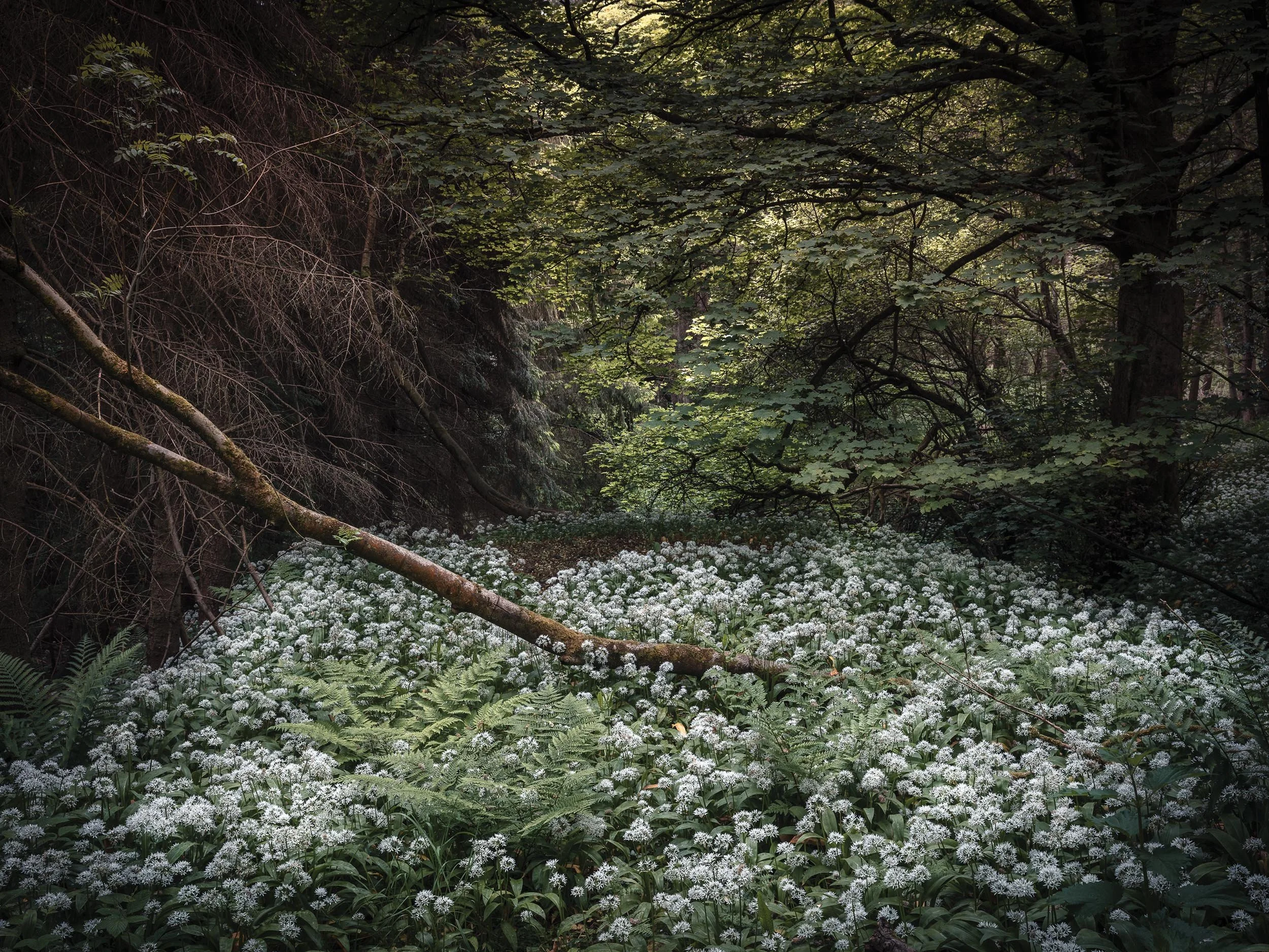 _57A6198.jpg