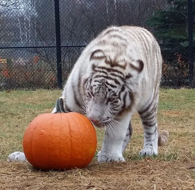 Smash Bash (for the animals!)