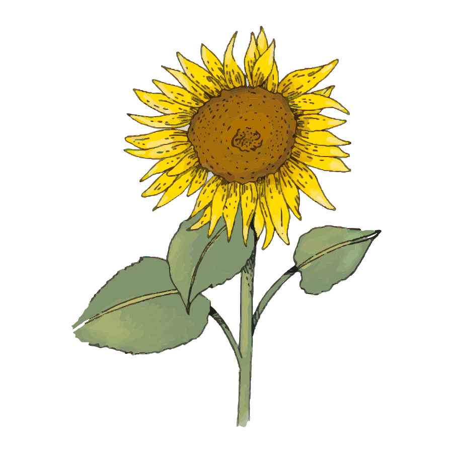 OAK_SpotIllustrations_Sunflower.png