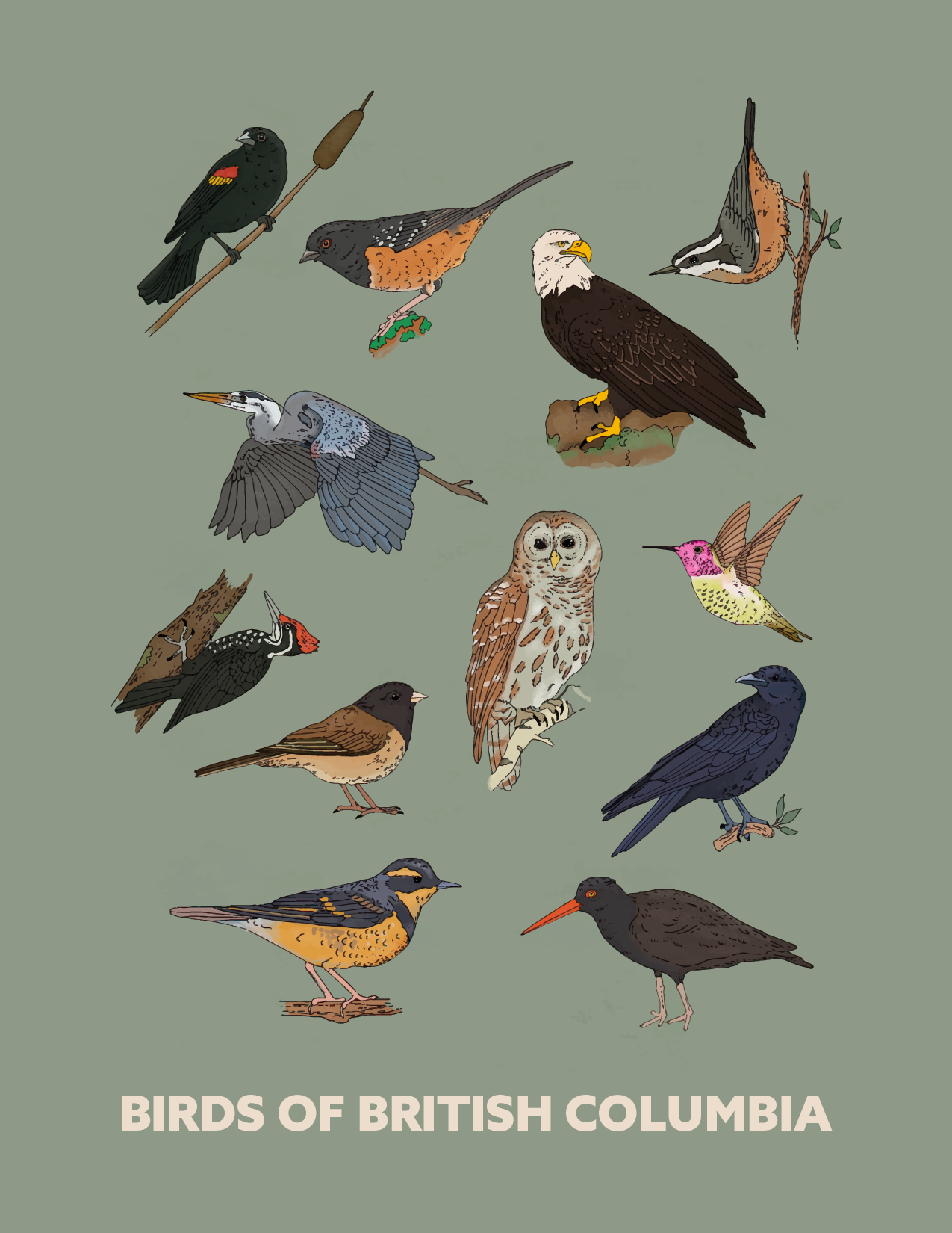 Birds of British Columbia-01 copy.png