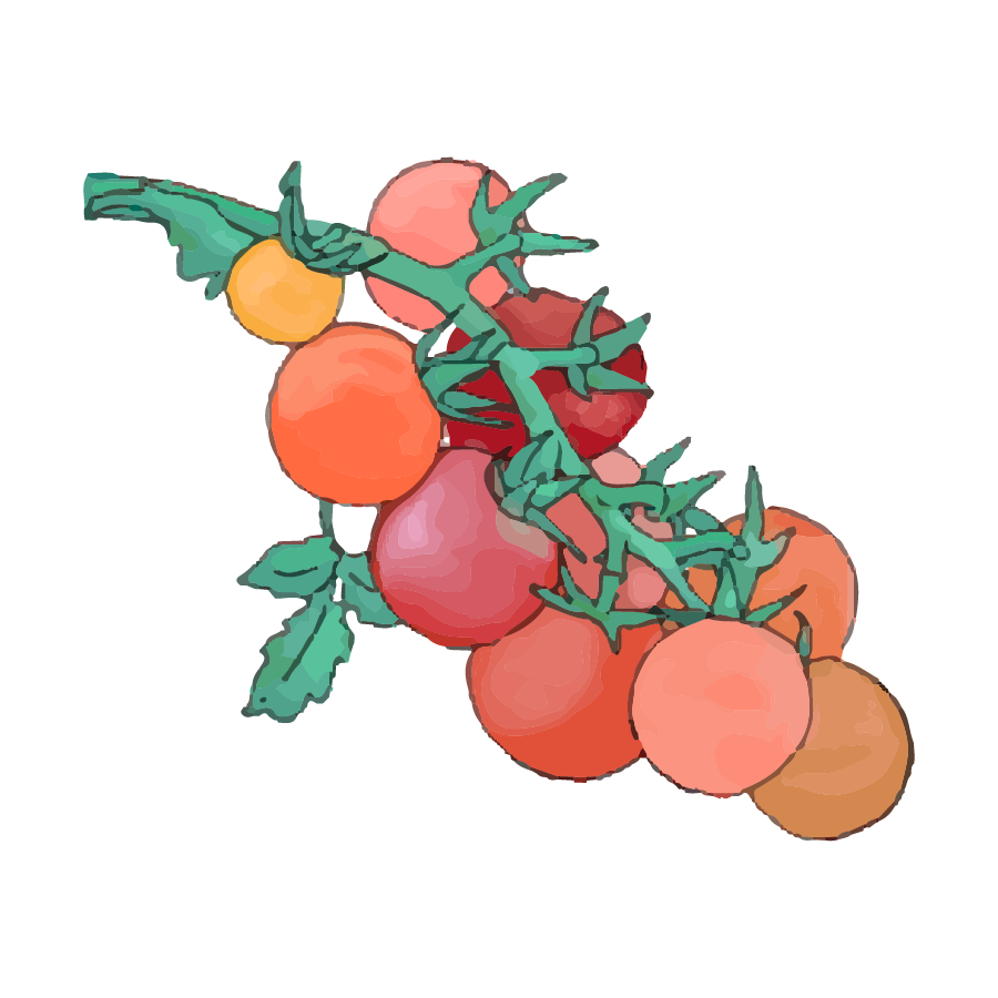 OAK_SpotIllustrations_Tomatoes.png