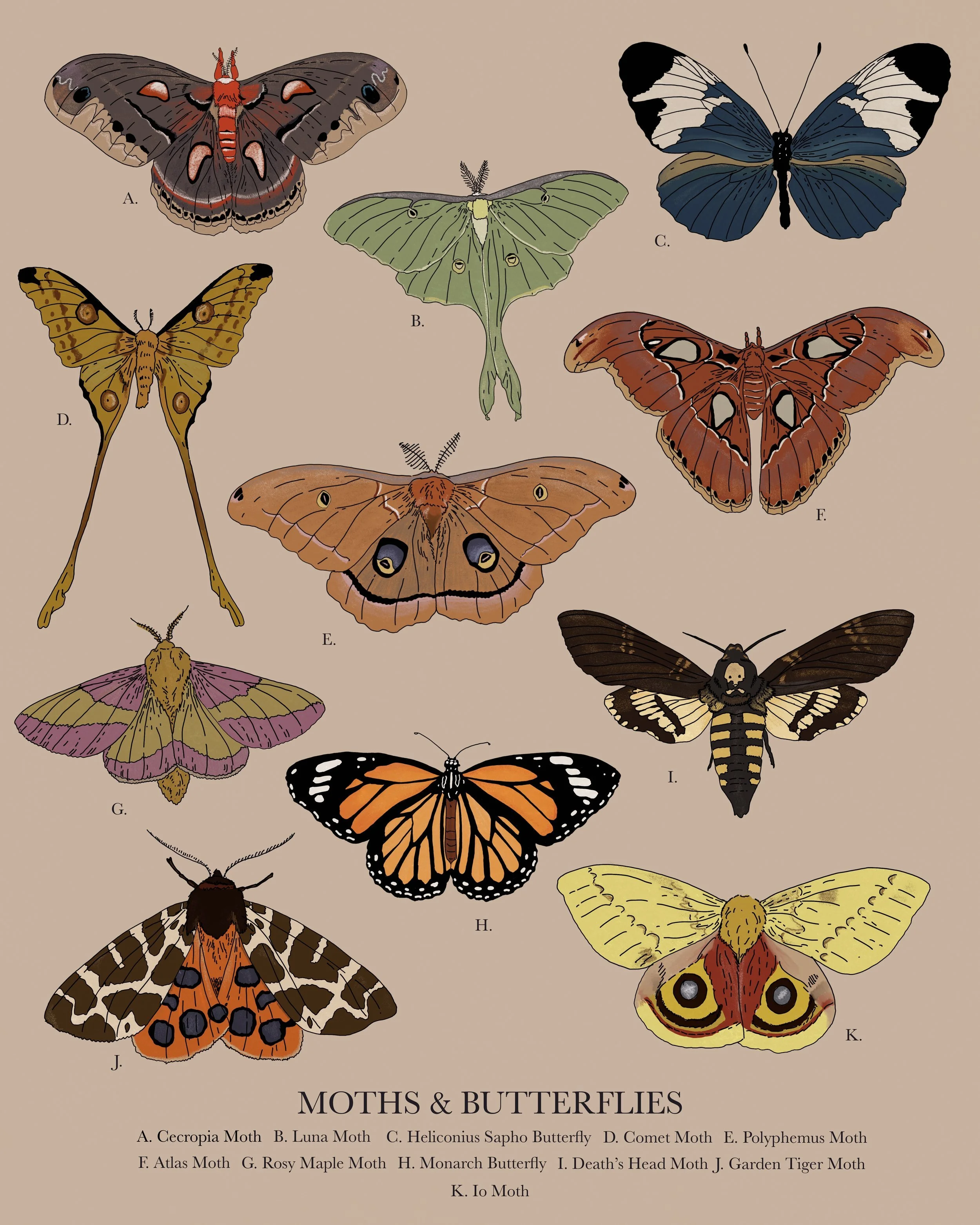 MothPoster.jpeg