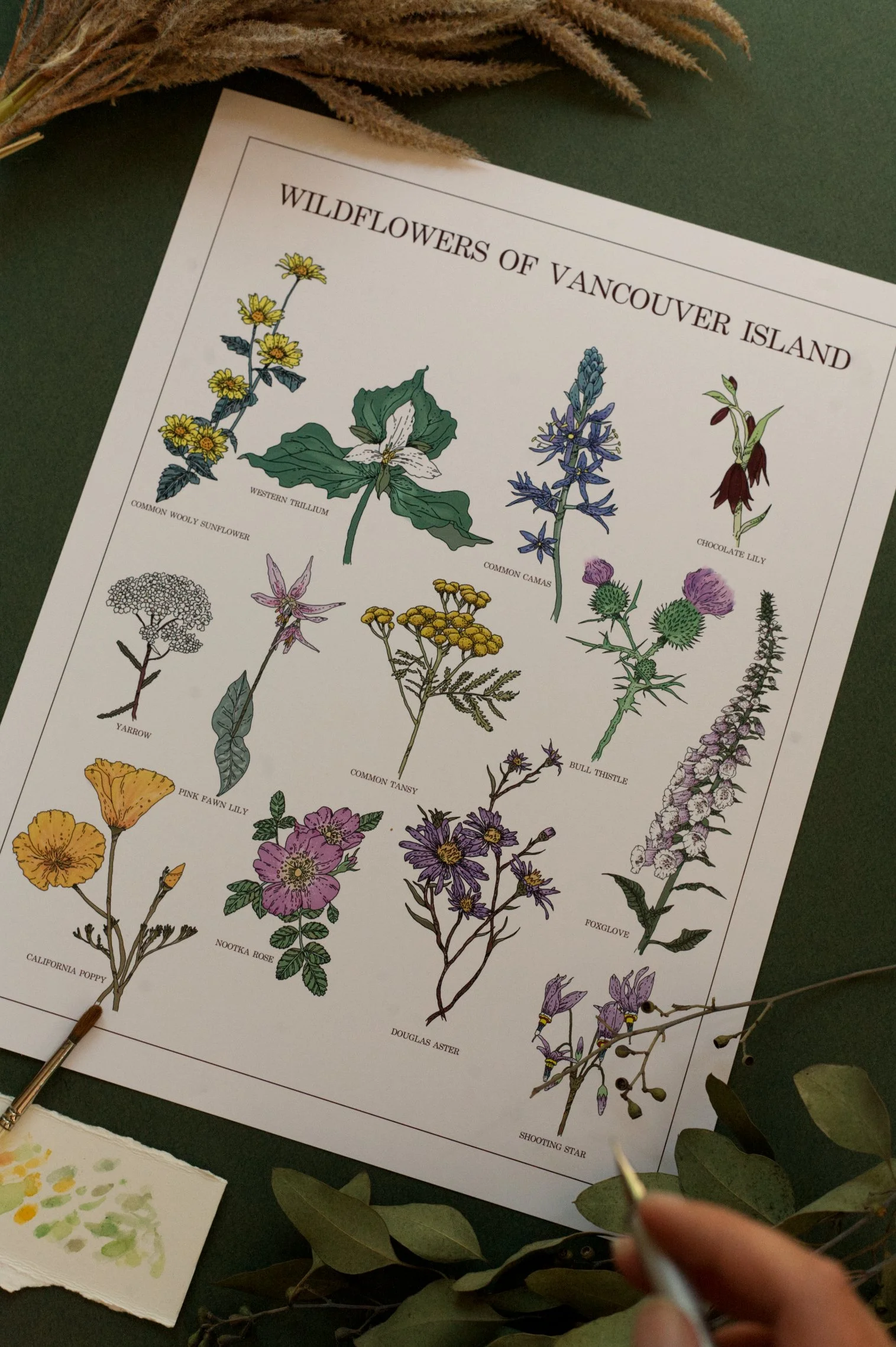 ClaireCrawford_WildflowersofVI_Print.jpg