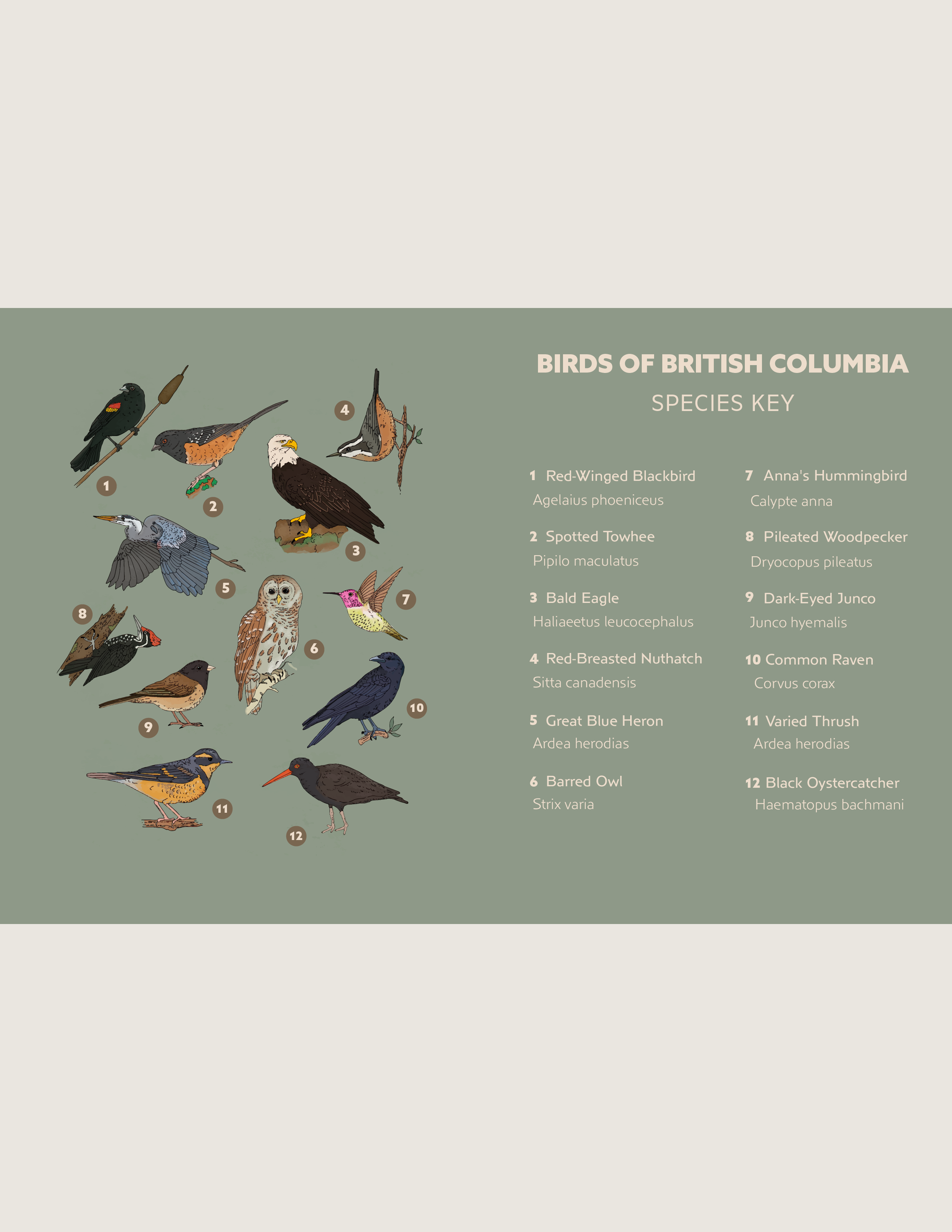 BirdsofBC.png