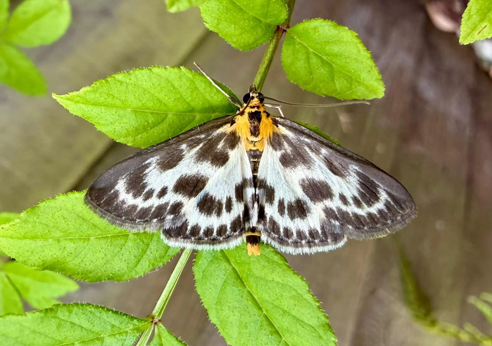 MARVELLOUS MOTHS IN THE HEAVENS VALLEY
