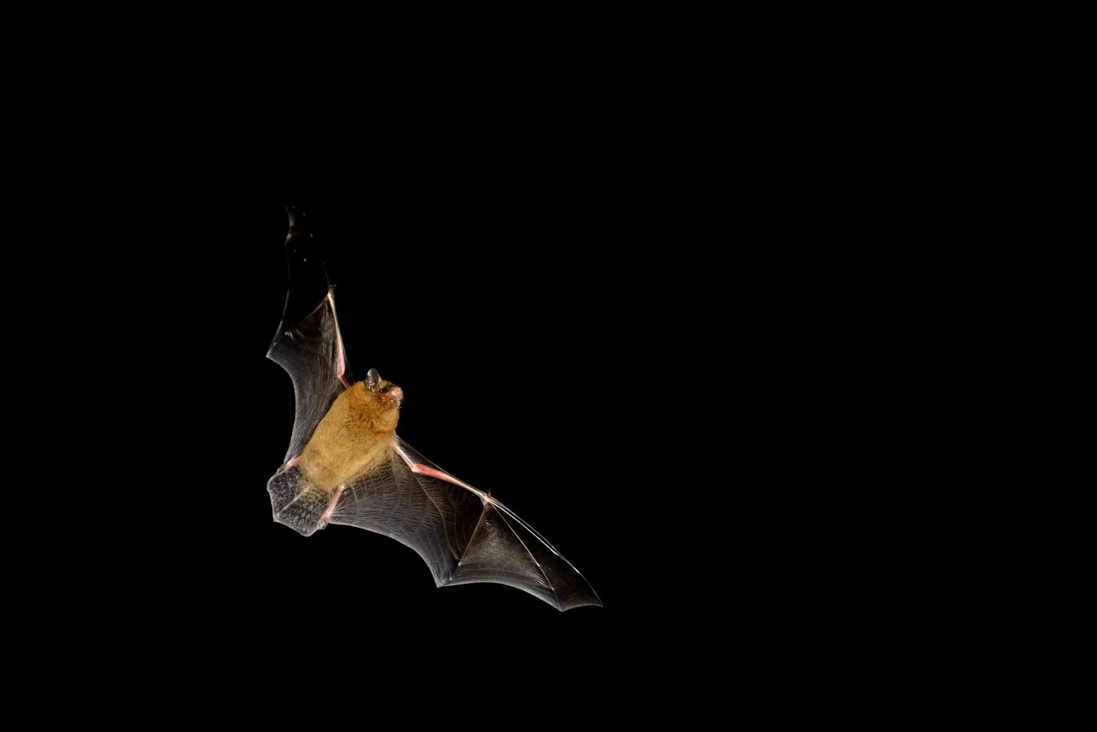 sunset bat walk on 9 september at 8.00pm