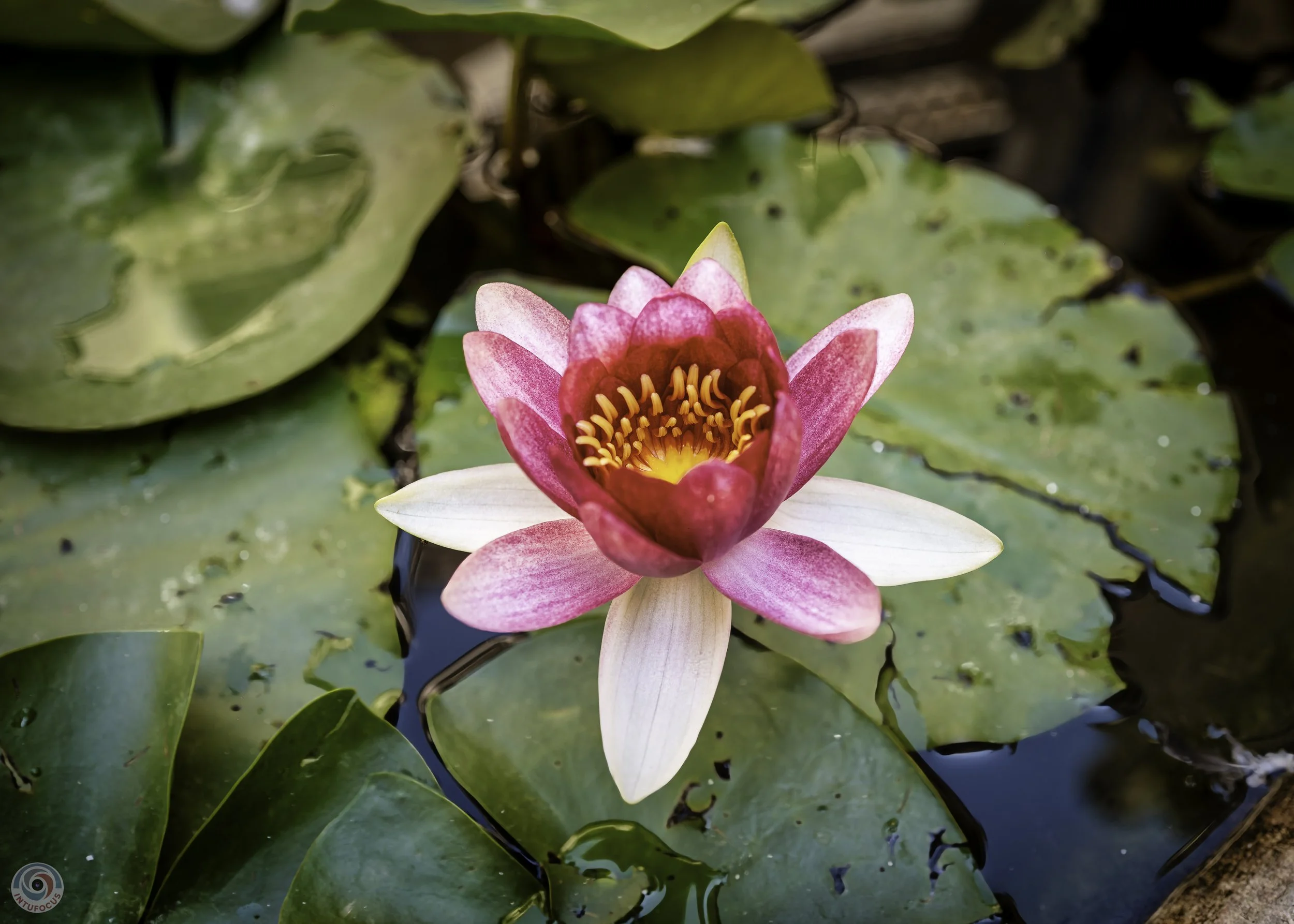 Compassion: Learning to look beyond what hurts us.