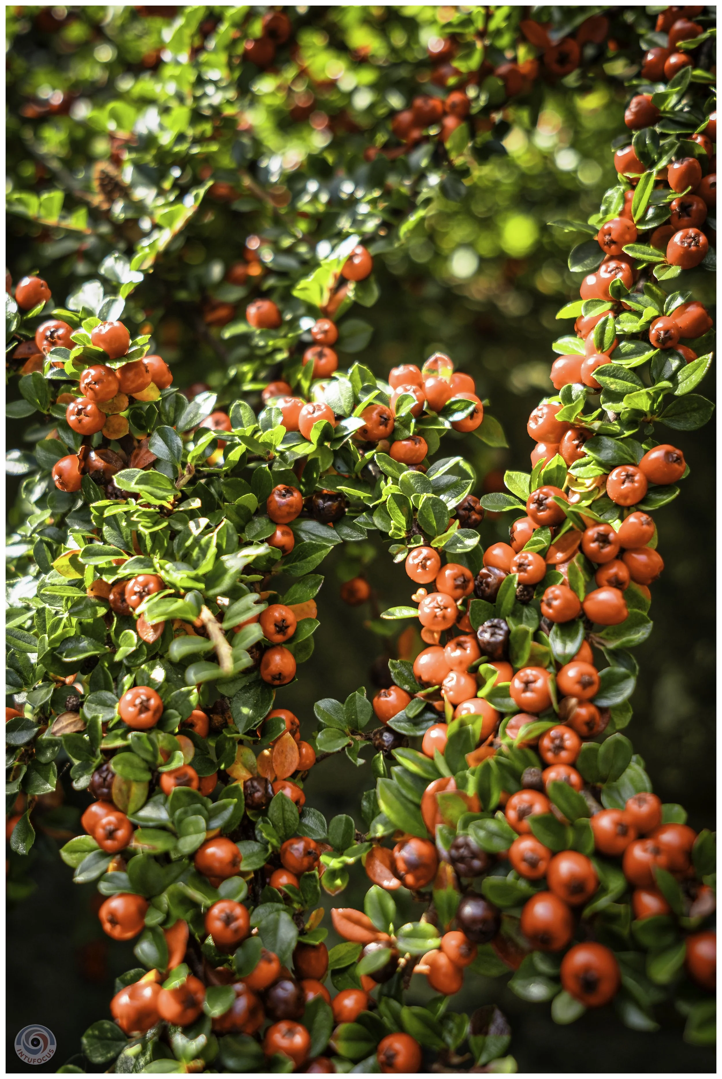 2026-10 - Autumn in Derbyshire (70 of 78).jpg