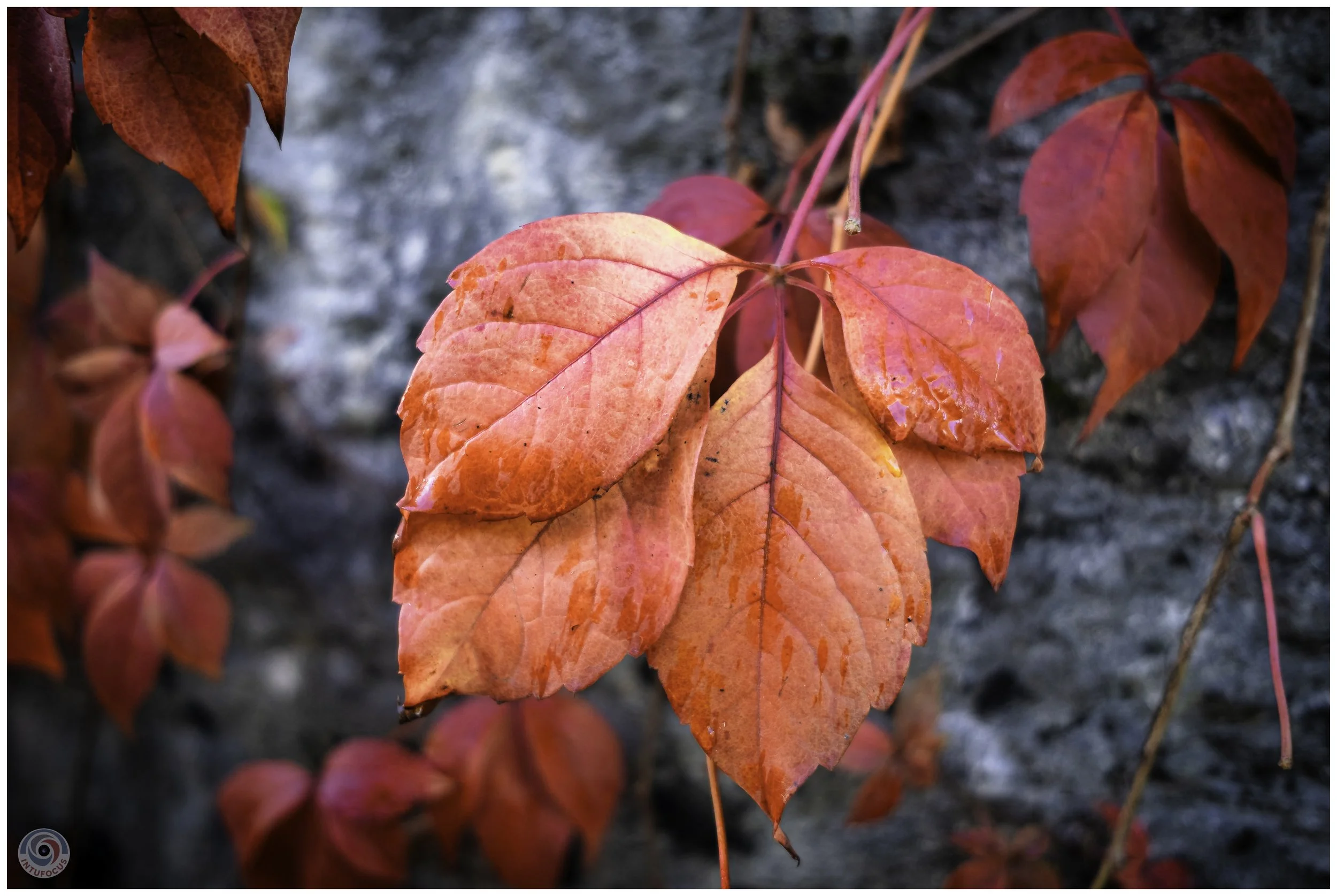 2026-10 - Autumn in Derbyshire (49 of 78).jpg