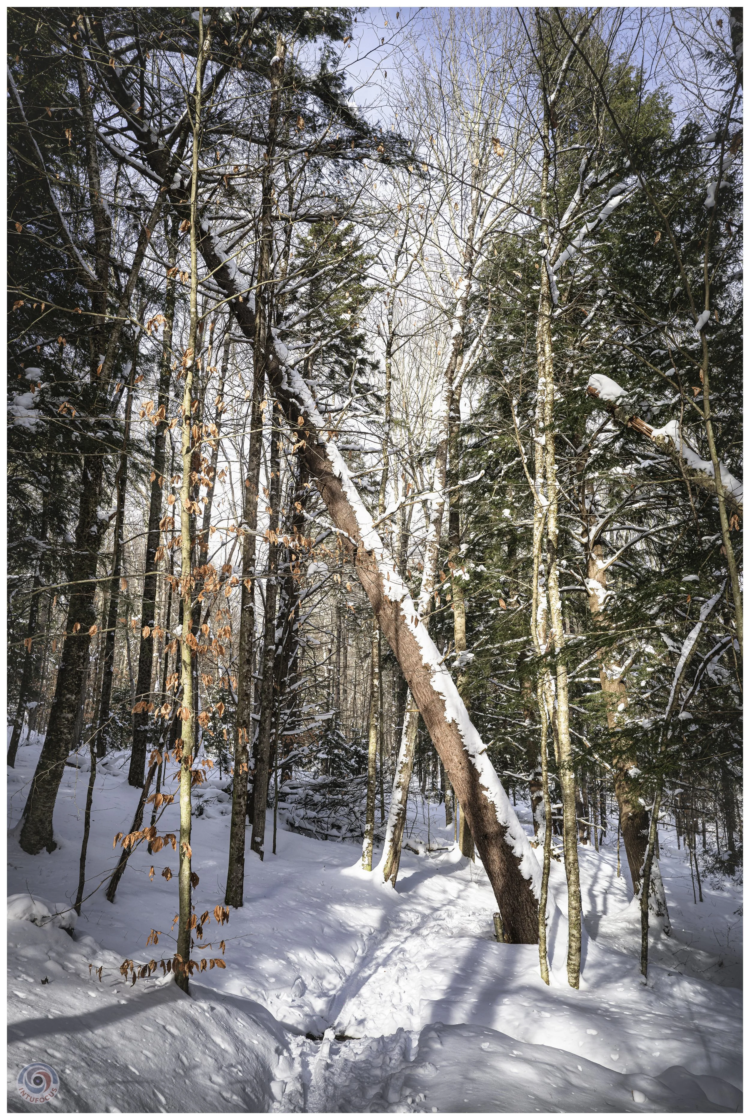 Cady Hill Forest, Stowe, VT
