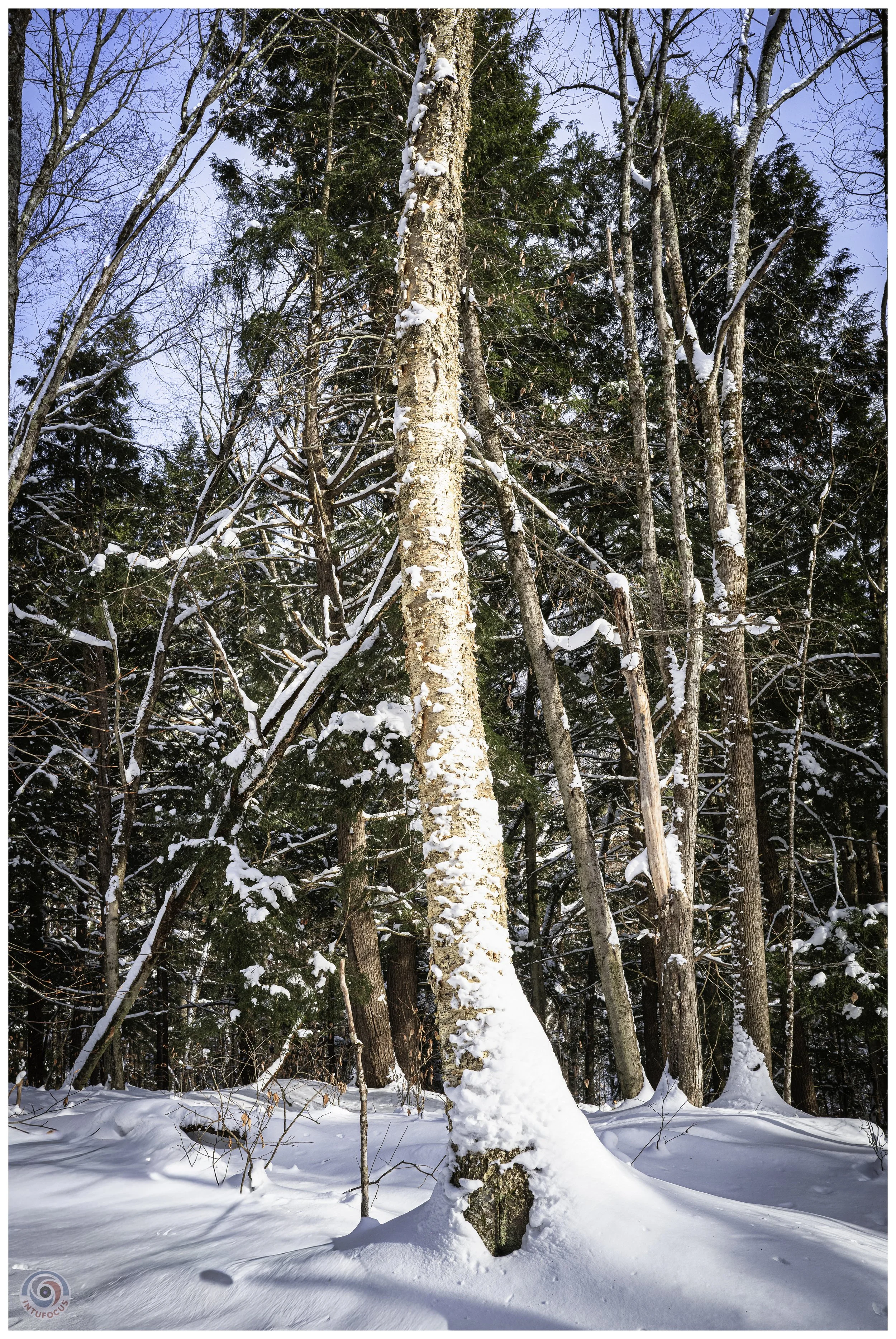 Cady Hill Forest, Stowe, VT