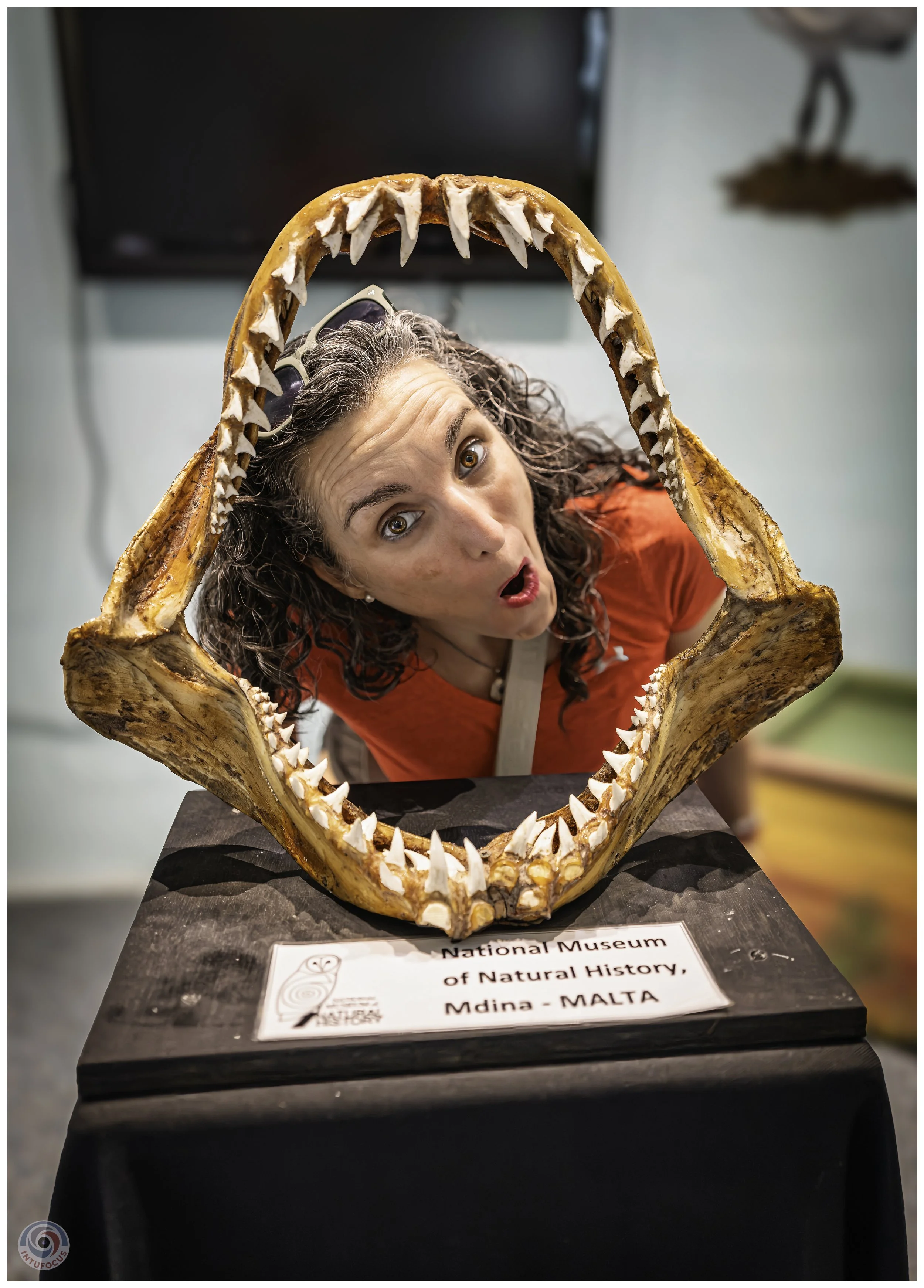 National Museum Of Natural History, Mdina.