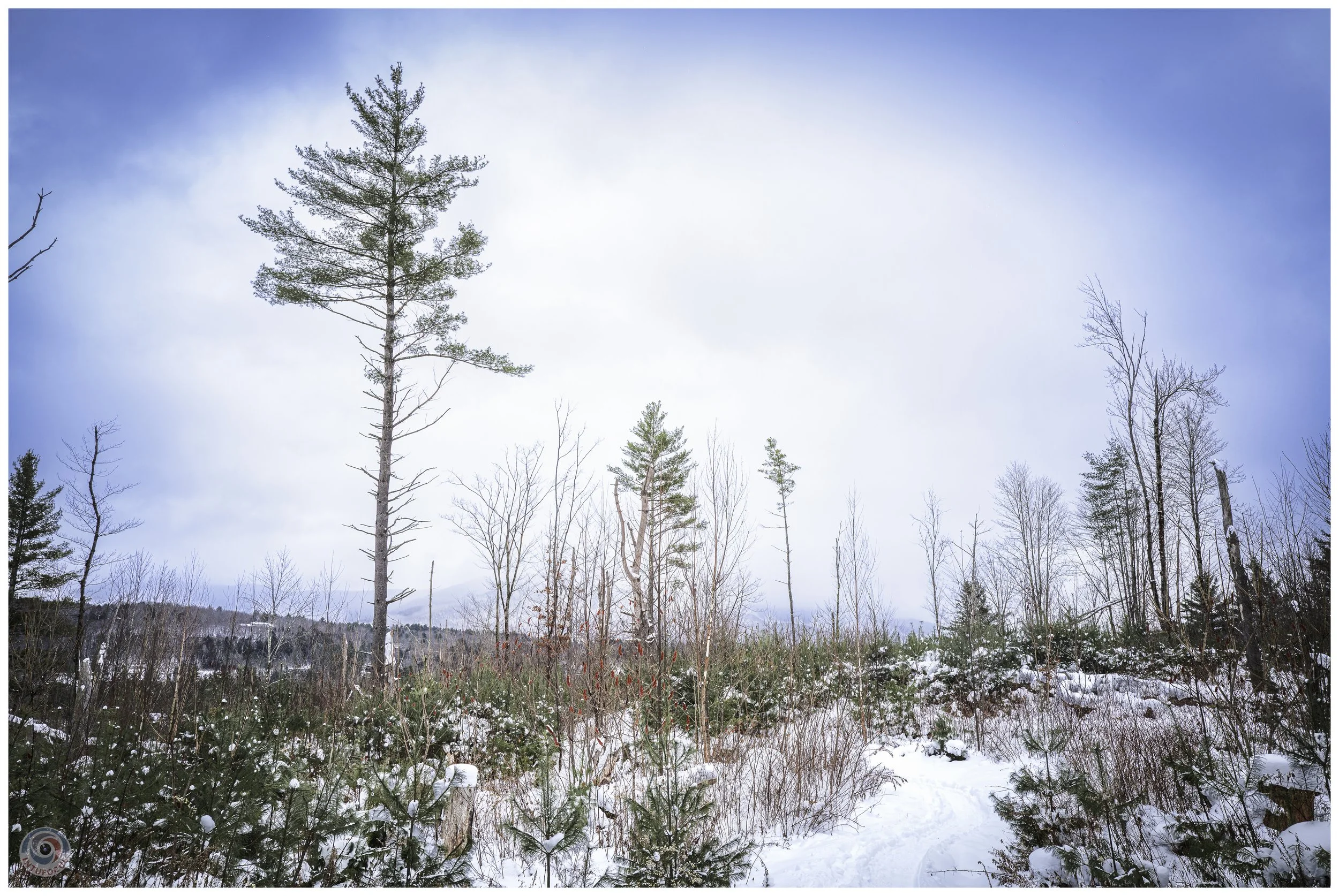 Cady Hill Forest, Stowe, VT