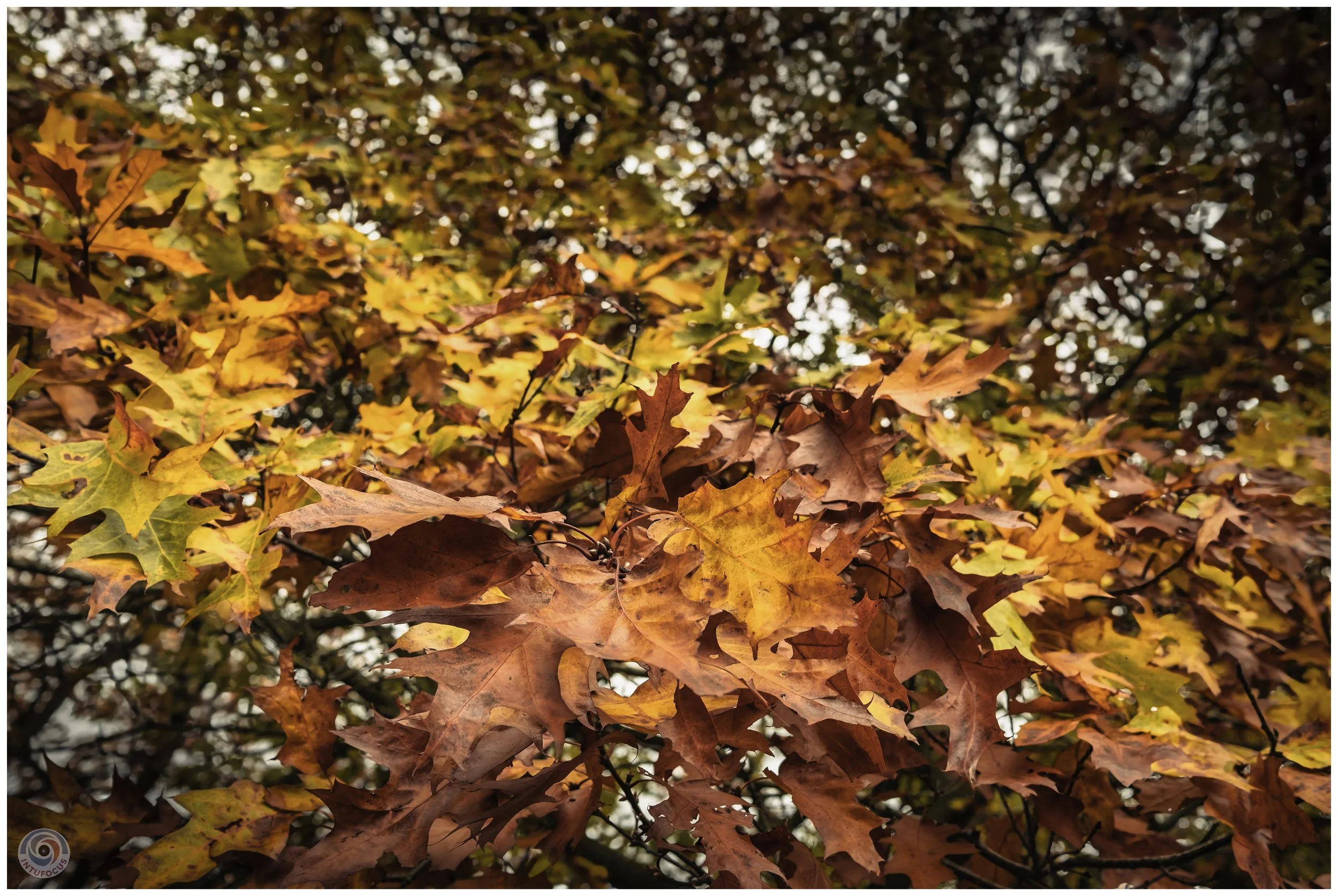 2026-10 - Autumn in Derbyshire (26 of 78).jpg