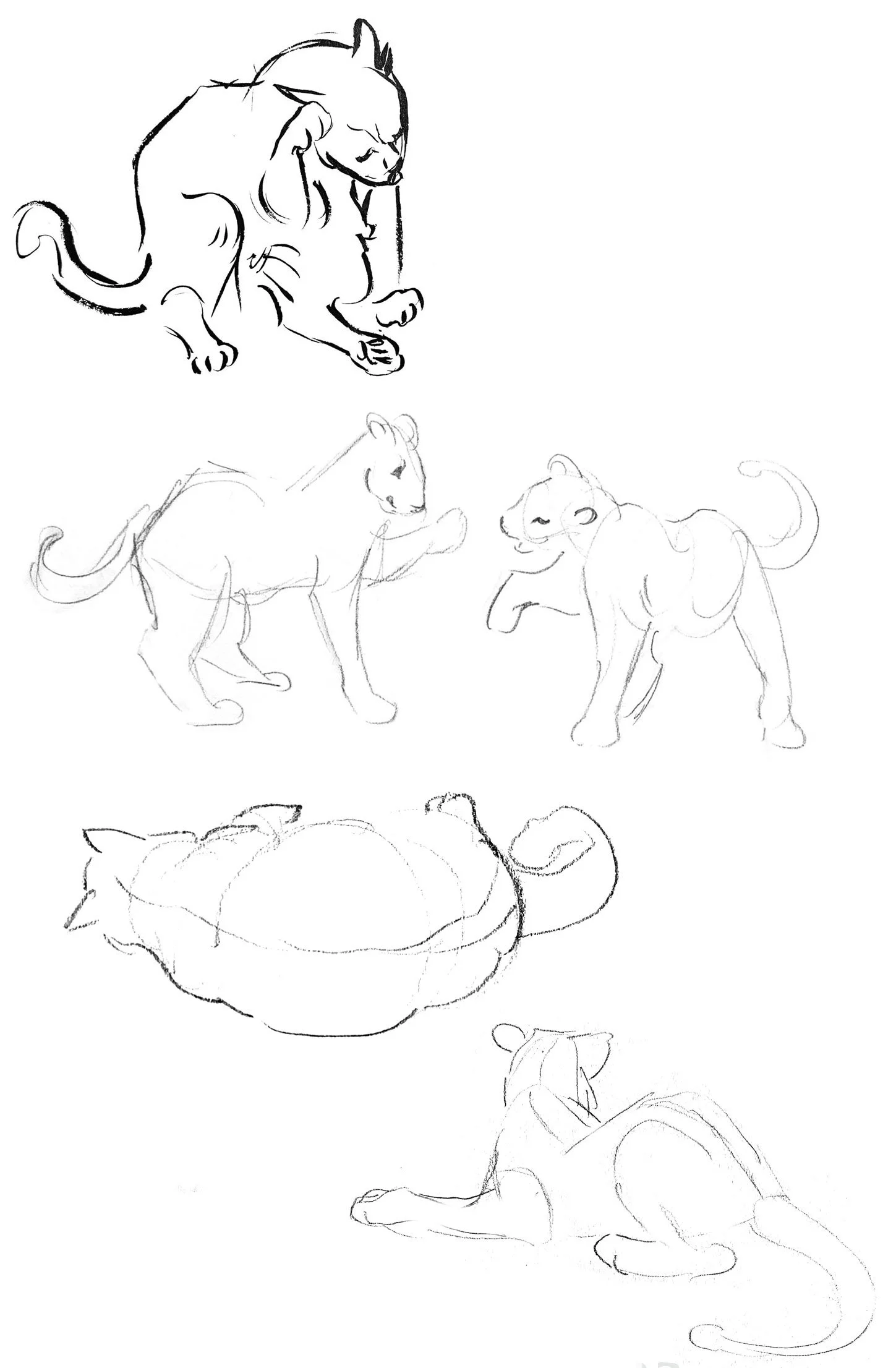 felinefiguredraw.jpg