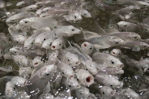 Fishing in other people’s ponds.