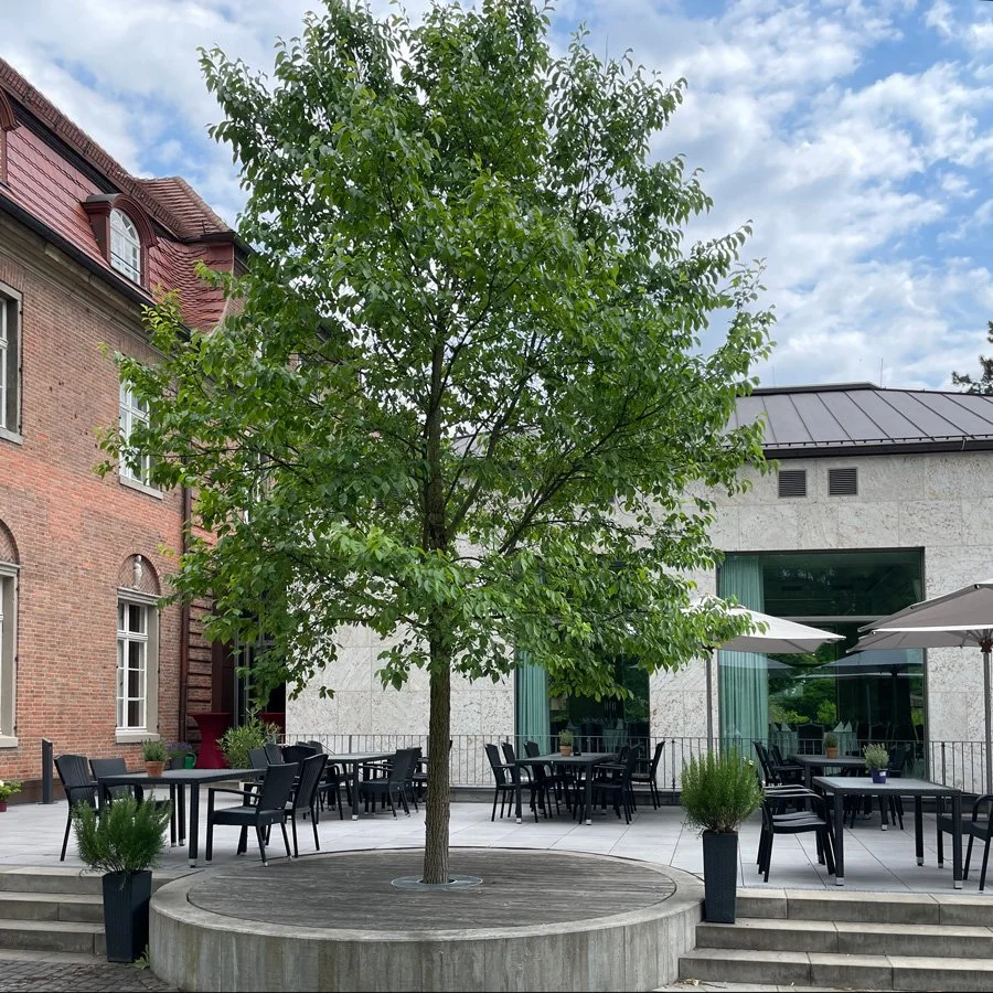 terrasse-baum-Q.jpg