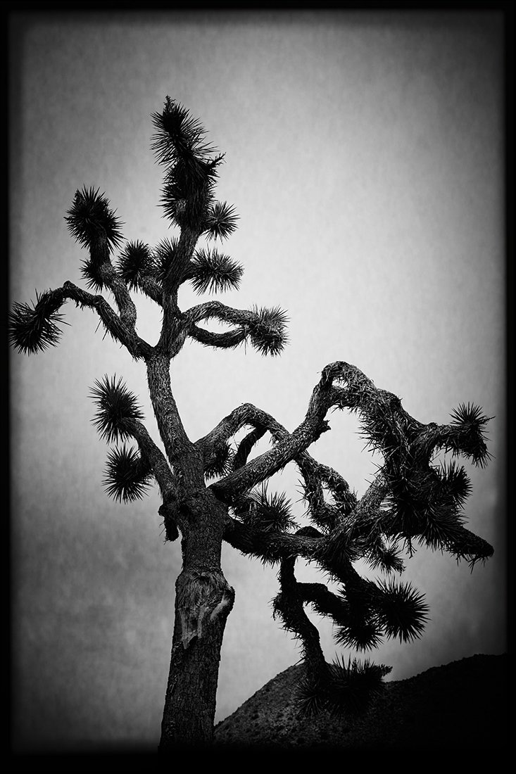 Joshua Tree in Black & White