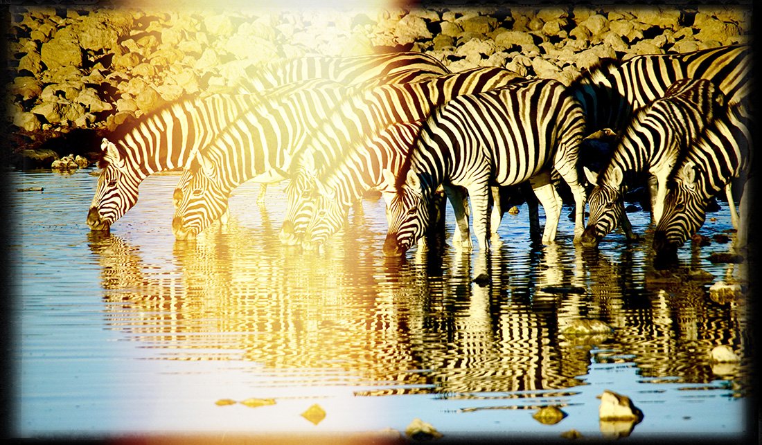 Zebras Drinking in Golden Light