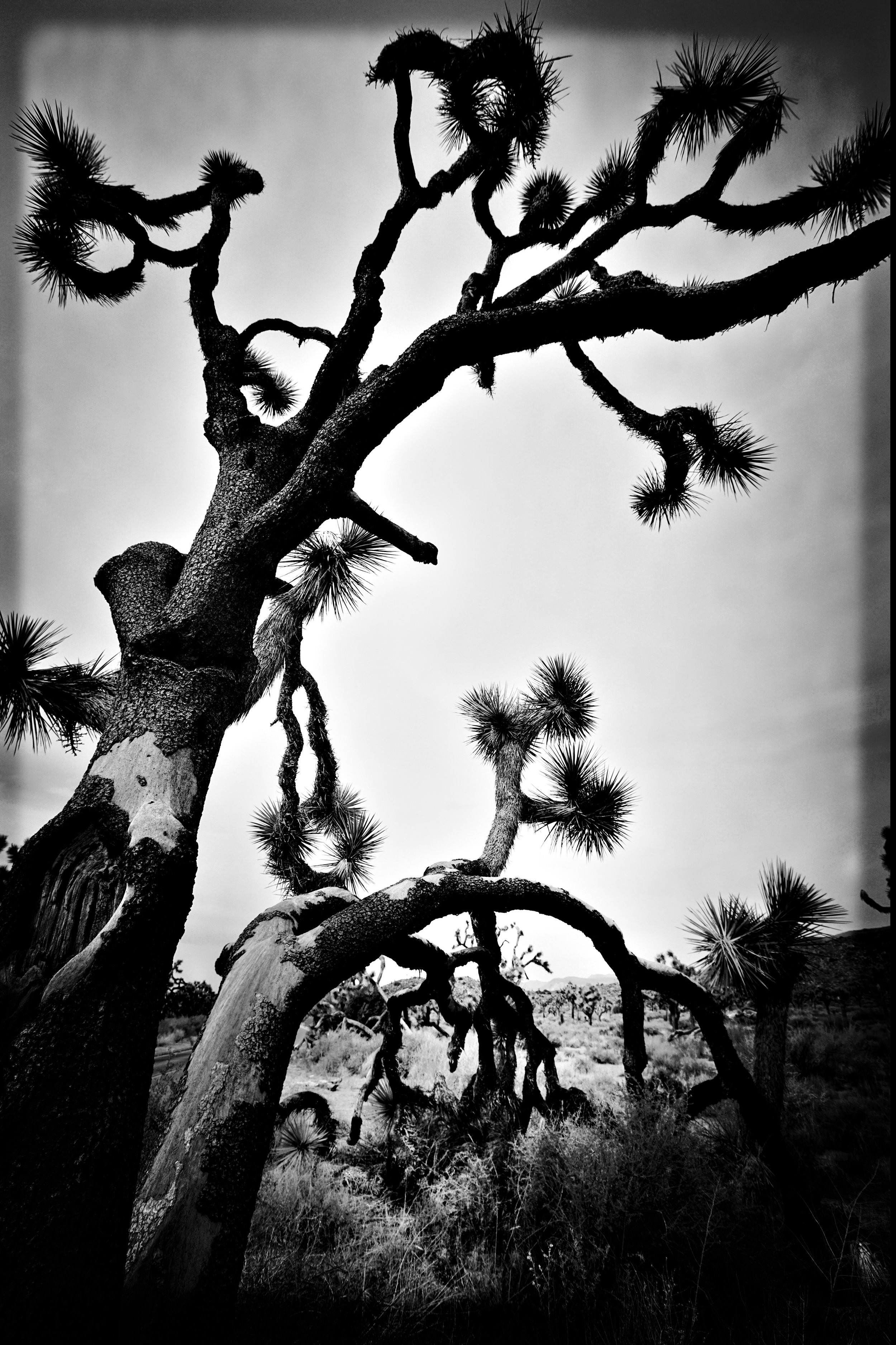 Joshua Tree in Black & White
