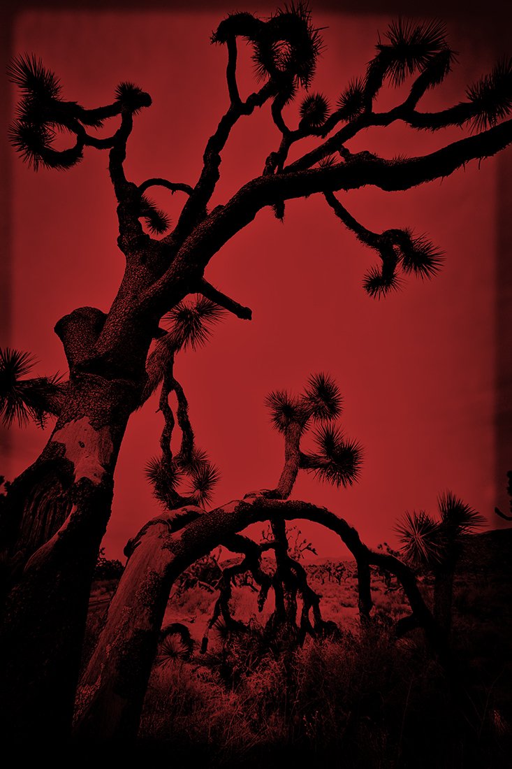 Joshua Tree Red