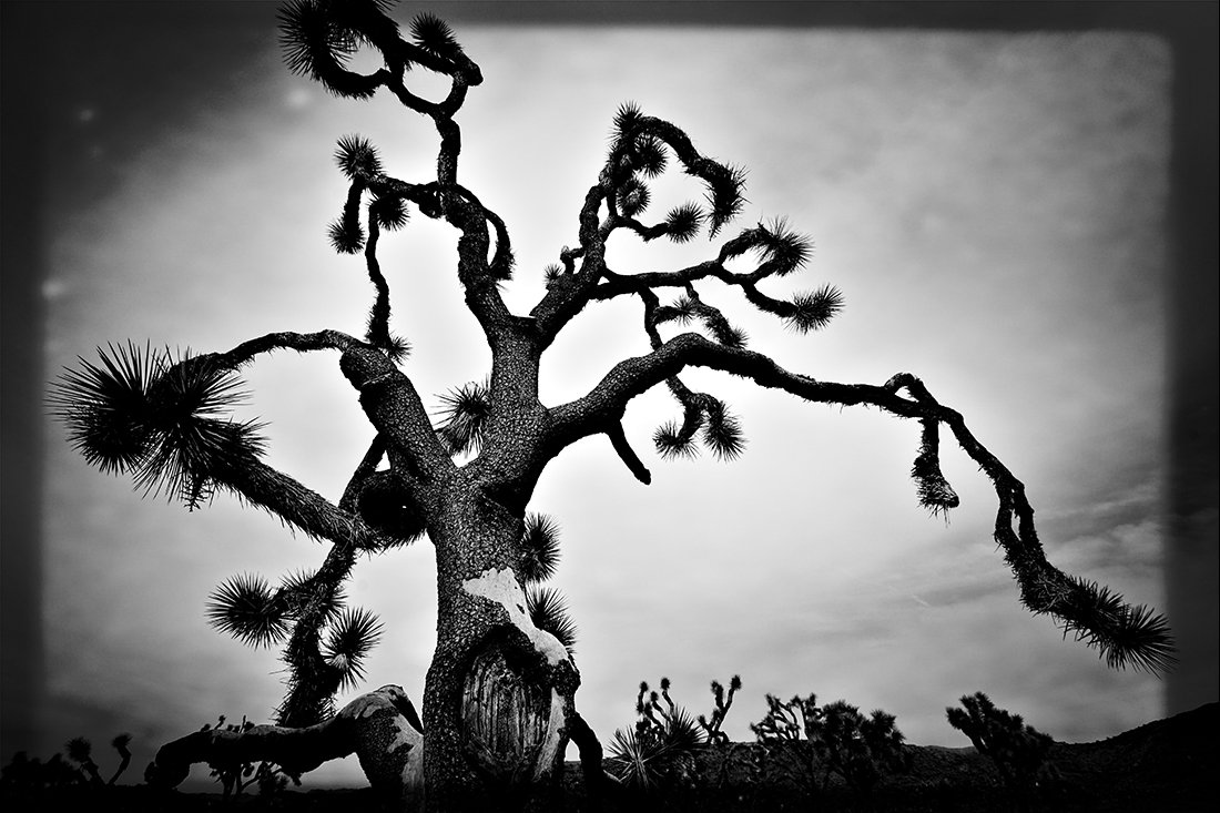 Joshua Tree Black & White