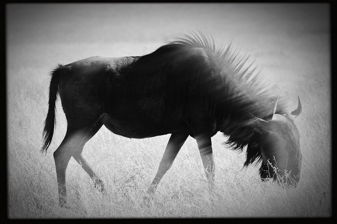 Ghost Wildebeest