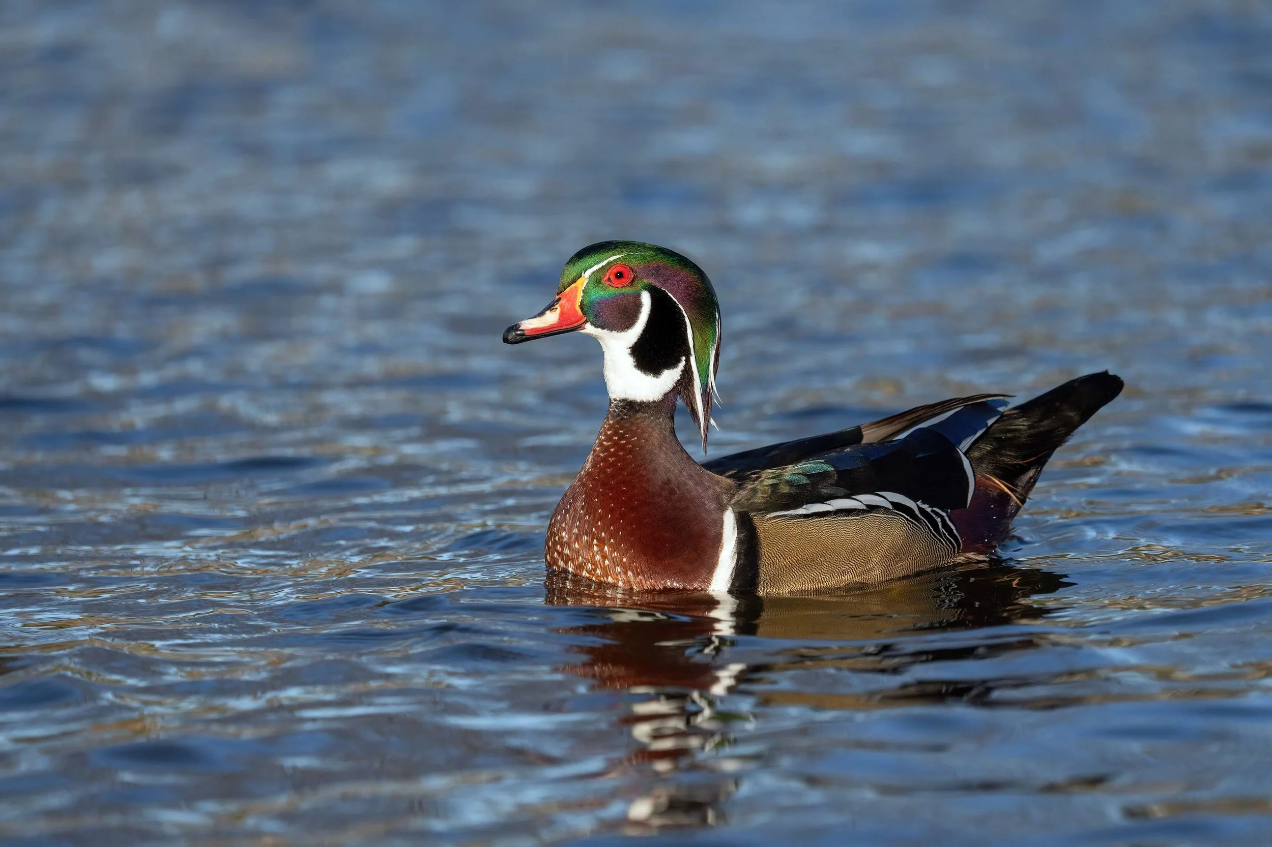 Adult Birding Program