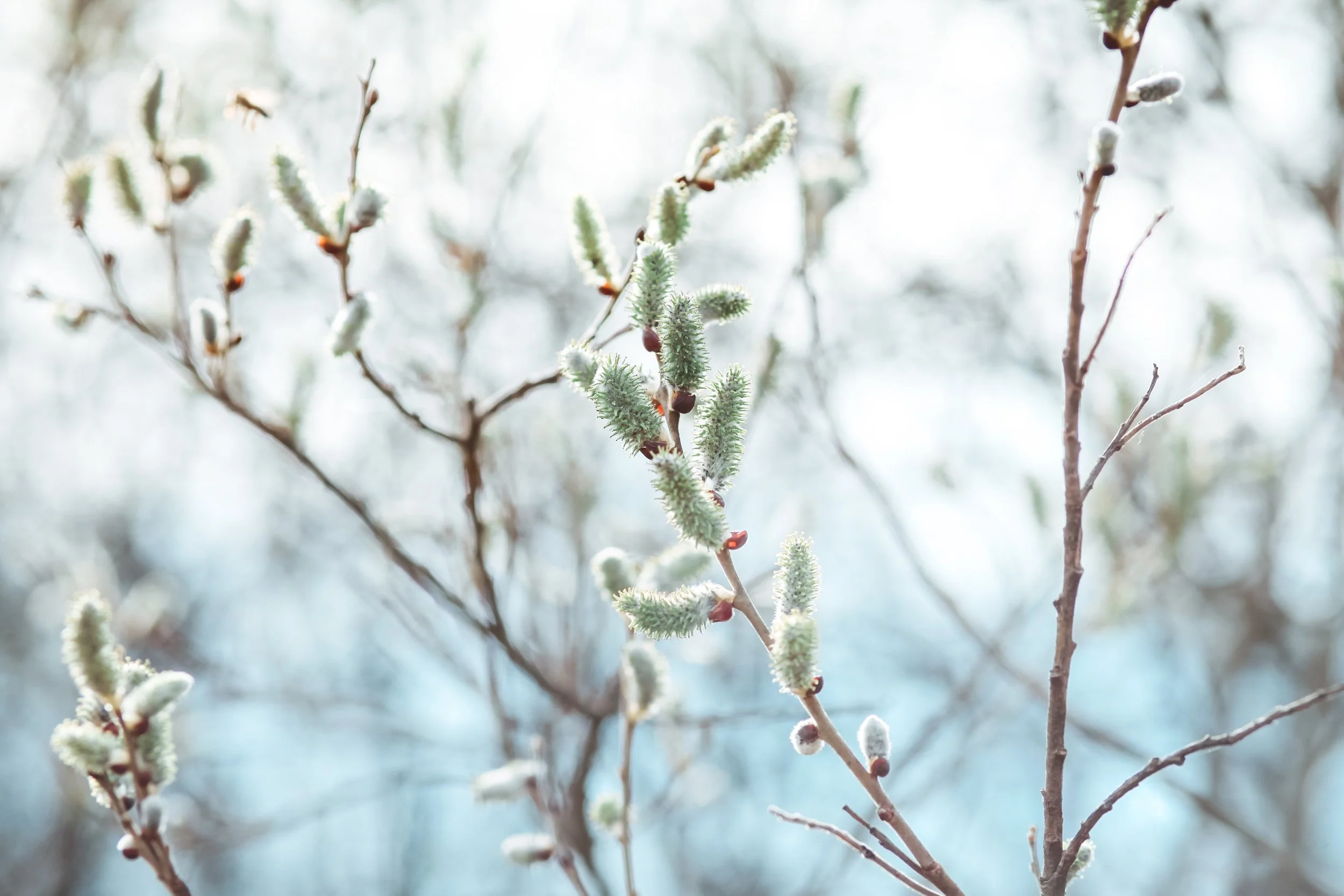 Winter Greens
