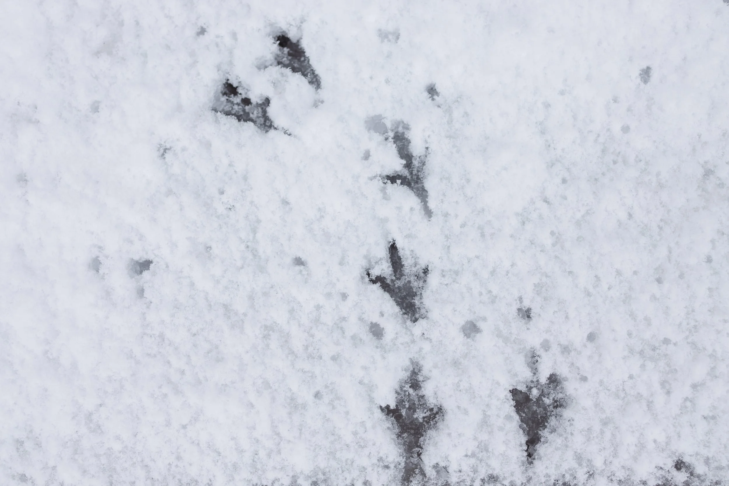 Tracks in the Snow