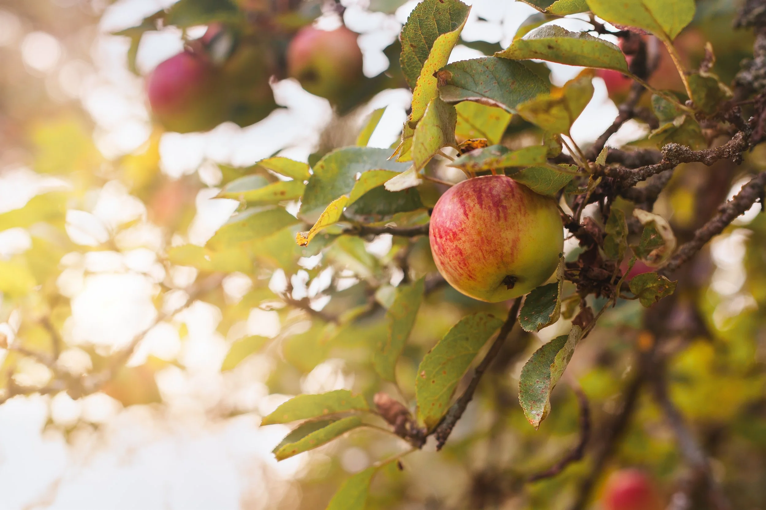 Apple Cidering and Fall Hike