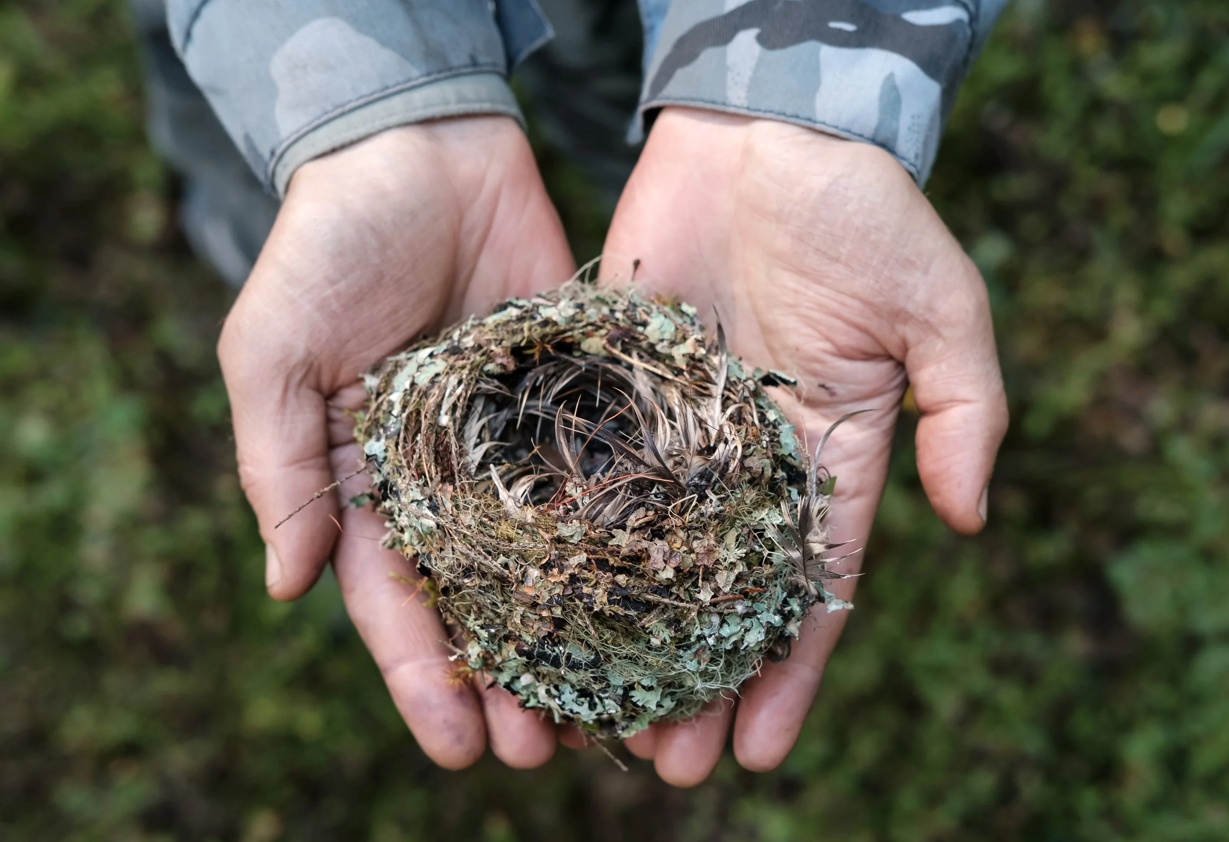 Build a Nest: Bird Architecture
