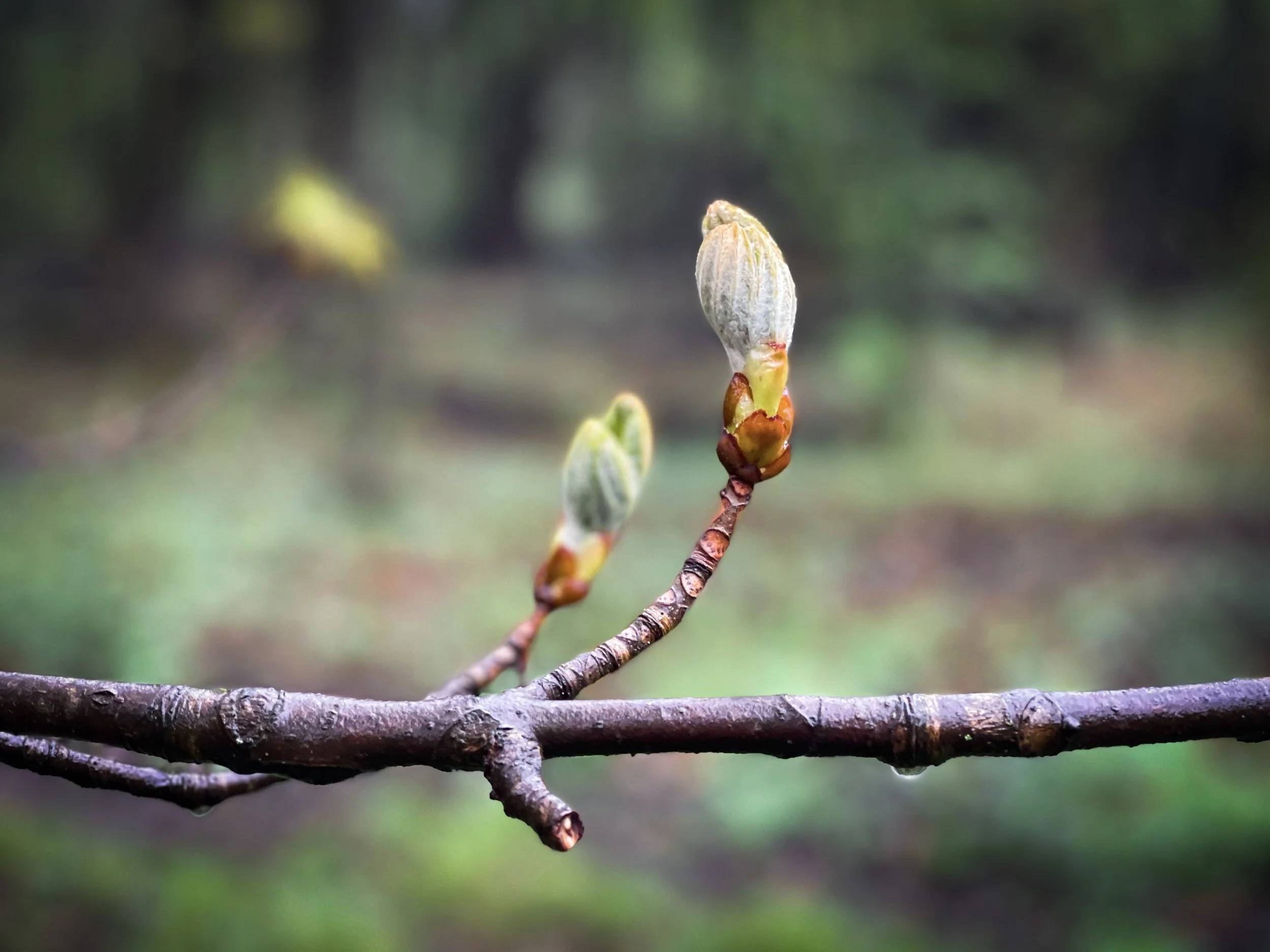 Buds, Bark, and Beyond!