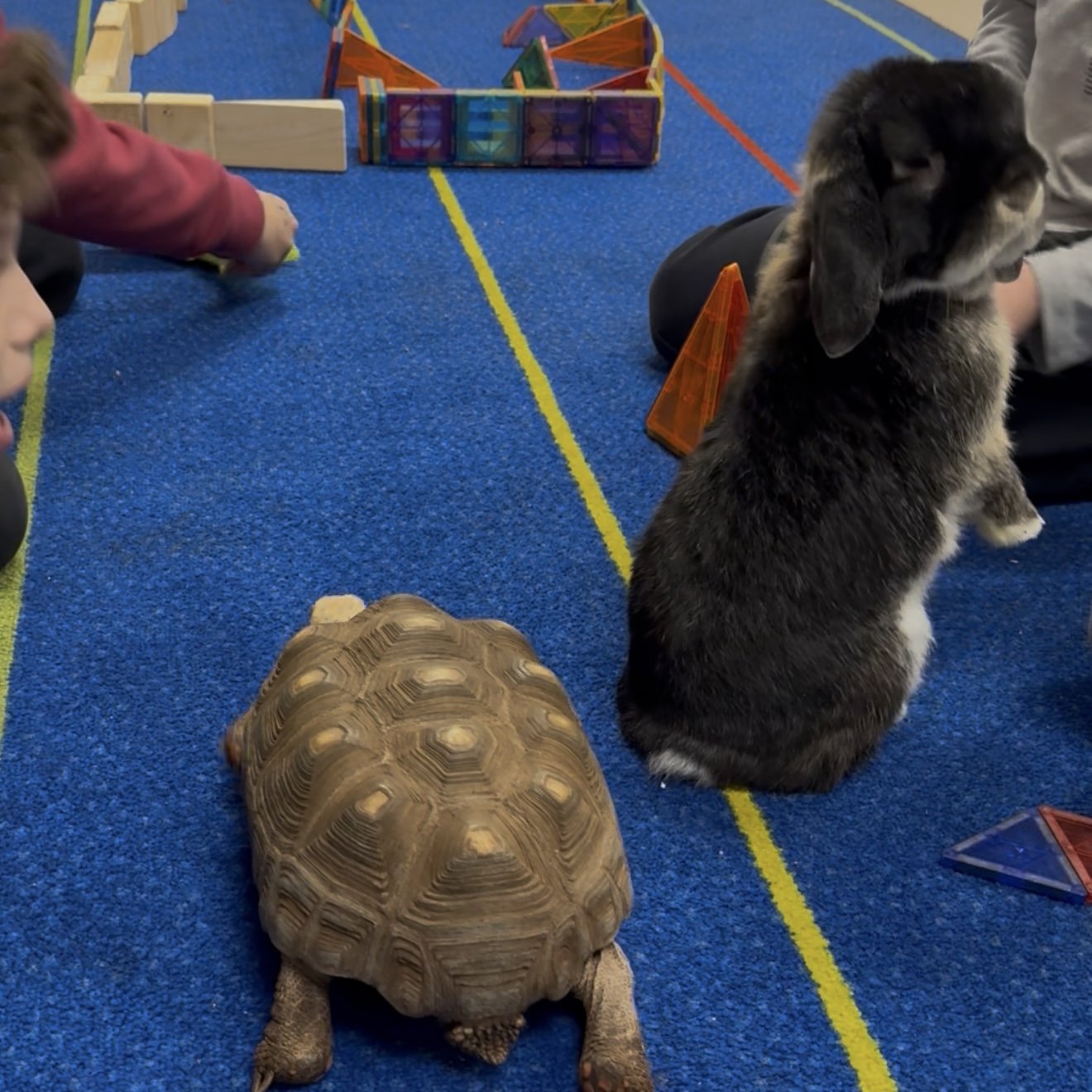 The Tortoise and the Hare: An Afterschool Club Anecdote