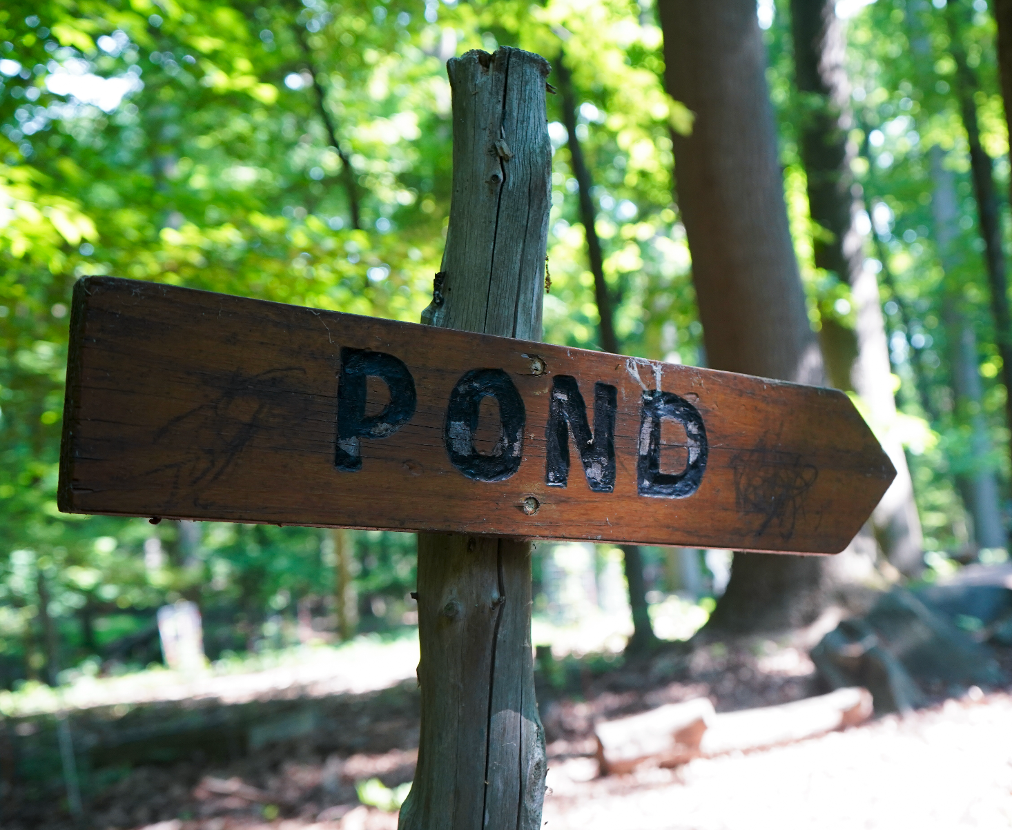 Nanderwhere Pond Public Planting Event