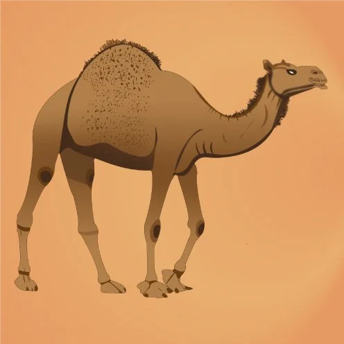 camel.jpg