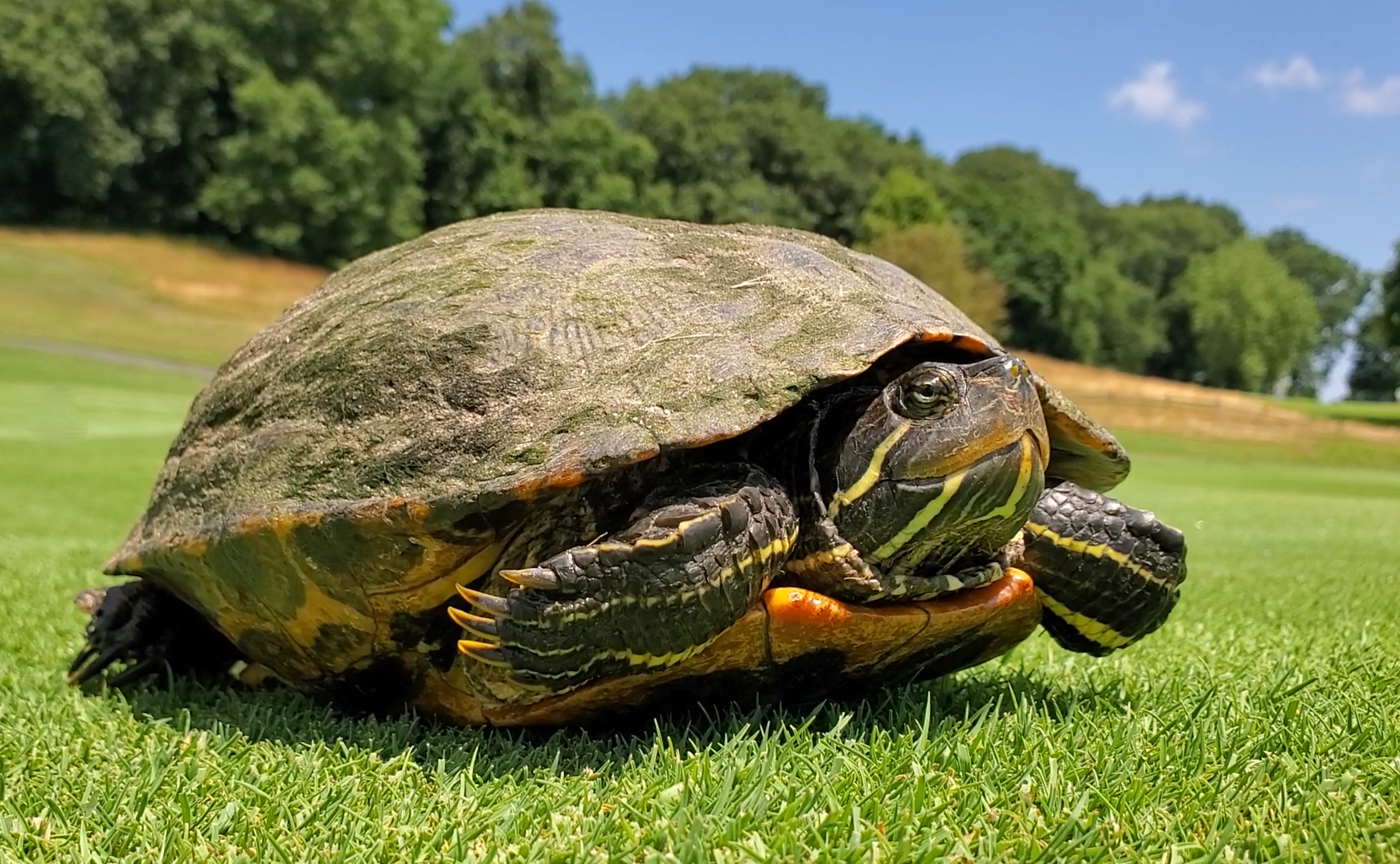 A turtle with a hard shell and a small head, sitting on green grass in a park with trees and a blue sky in the background.