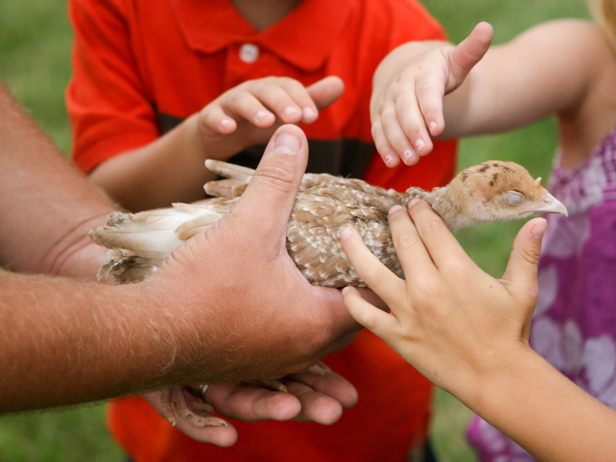 closeup of hands of two kids petting a bird while an adult holds it