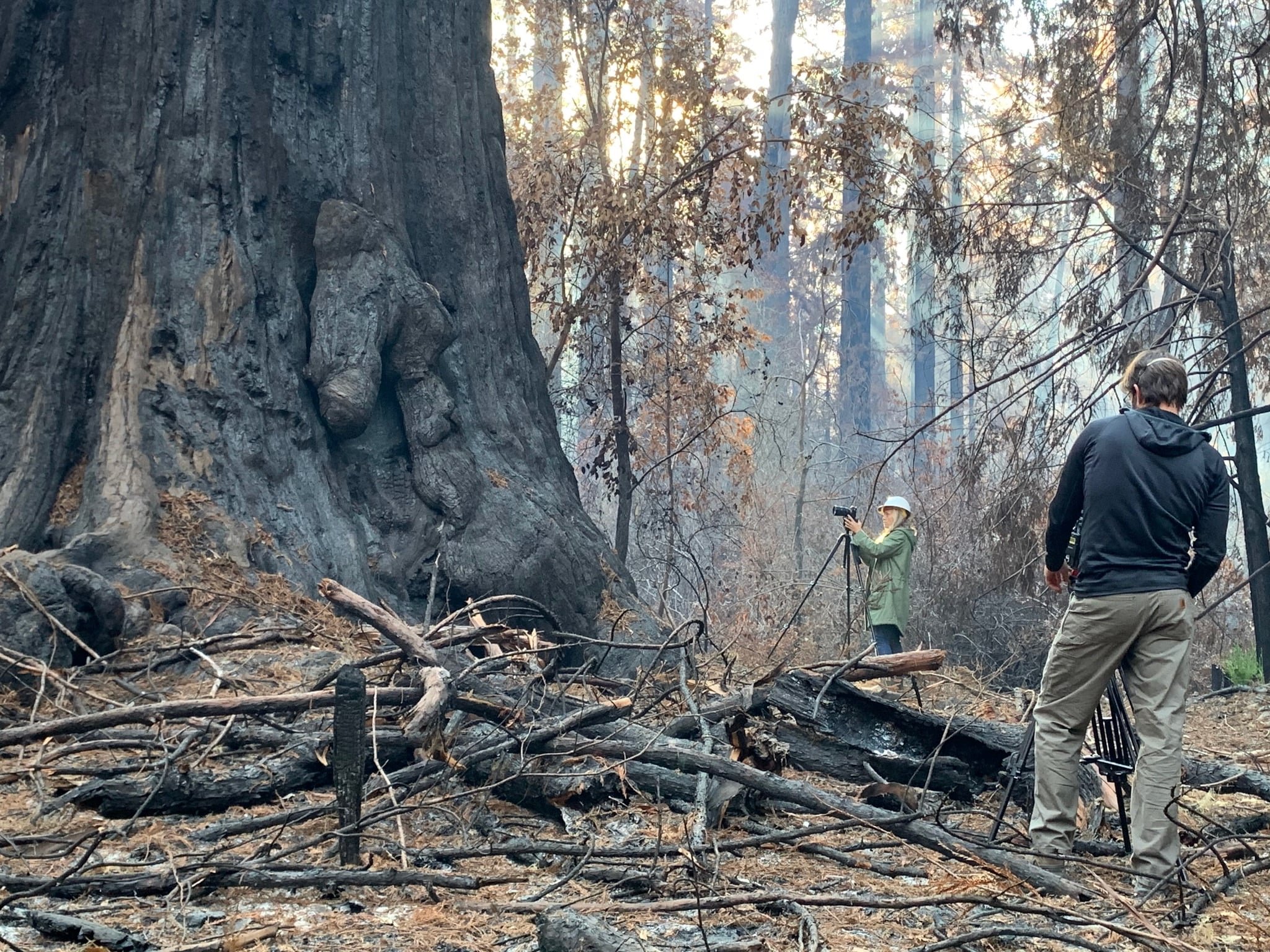 21-%22Father of the Forest%22 tree after Big Basin burned-min.jpeg