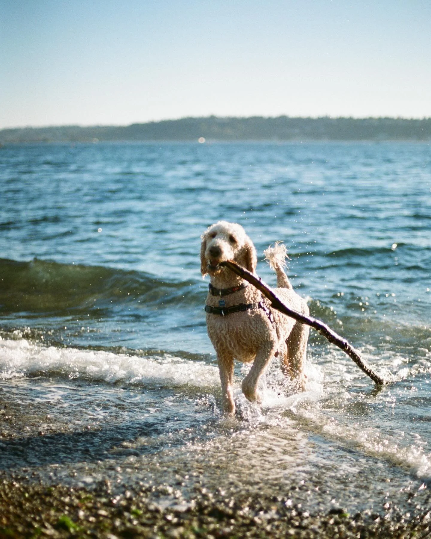 PNW doggos live the best lives

#nikonfe2 #portra400