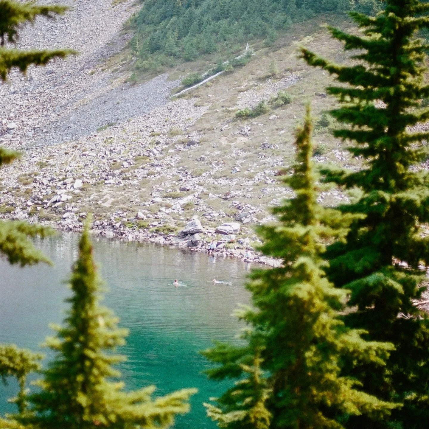 Alpine dips &gt;&gt;&gt;&gt;

#mtbakersnoqualmienationalforest #portra400 #pnw