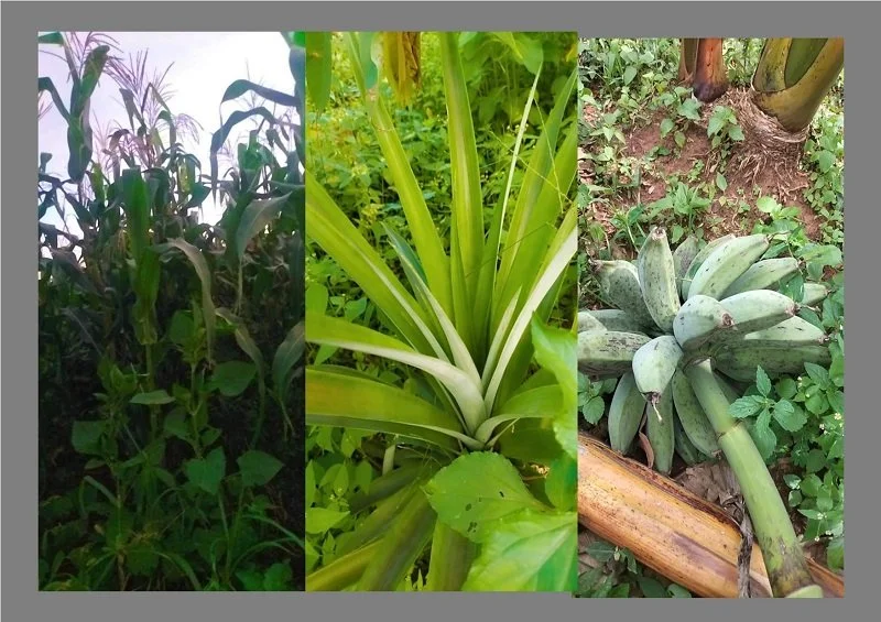 Corn Casava Bananas.jpg