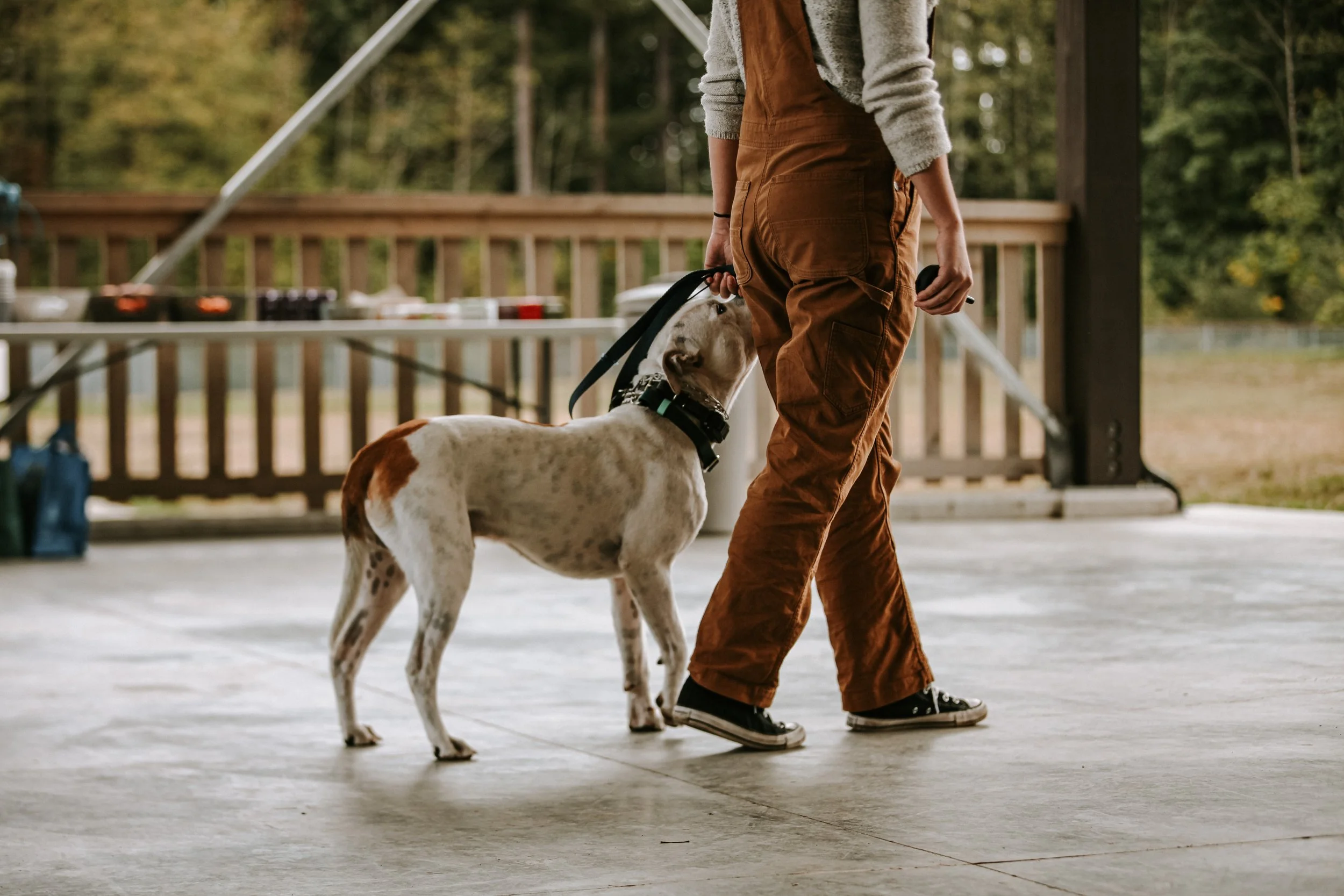 Mighty Oaks Dog Training Seminar