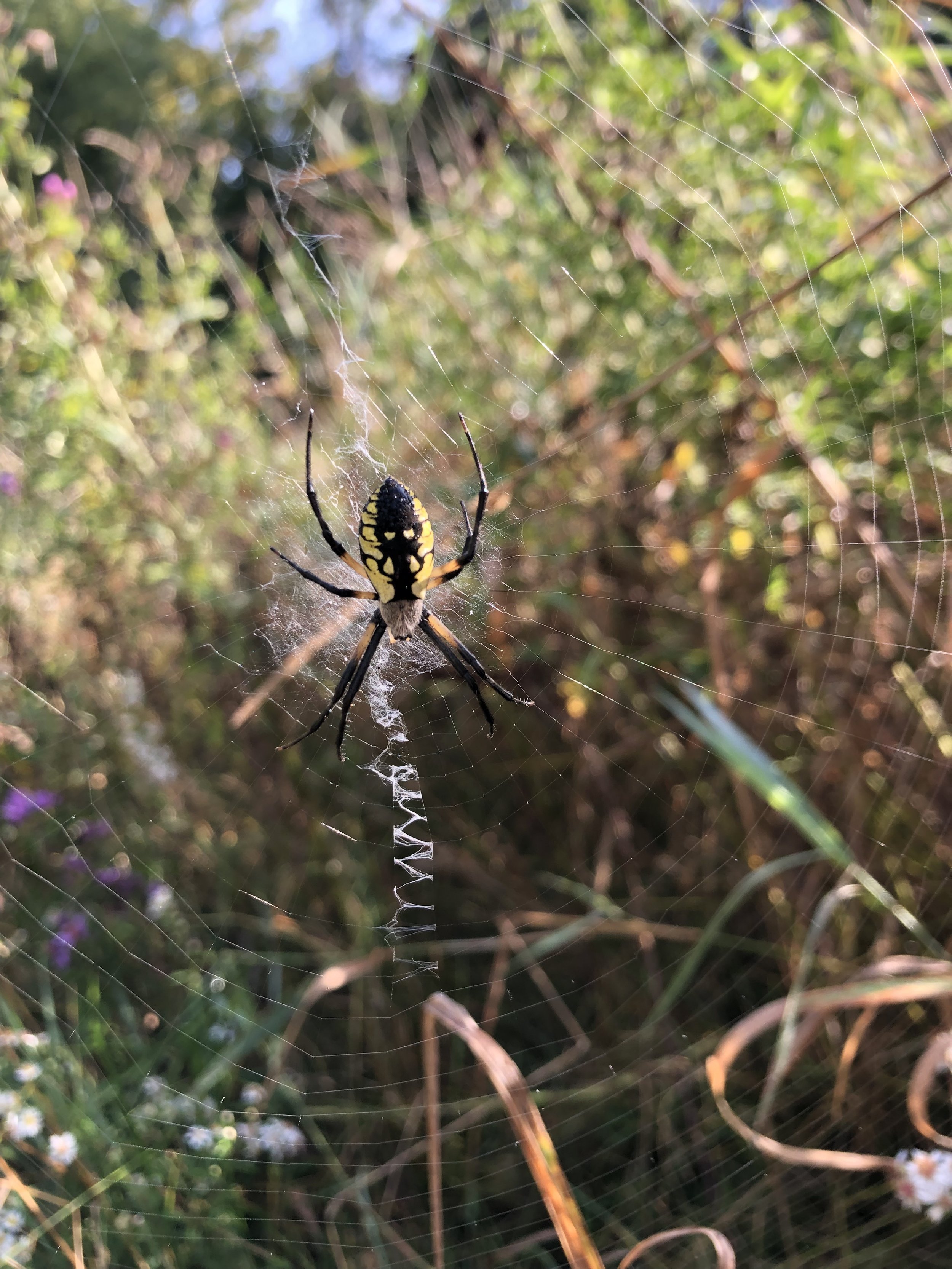 Black and yellow garden spider on a web