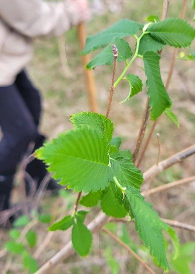 Planting Hope: Restoring the American Elm